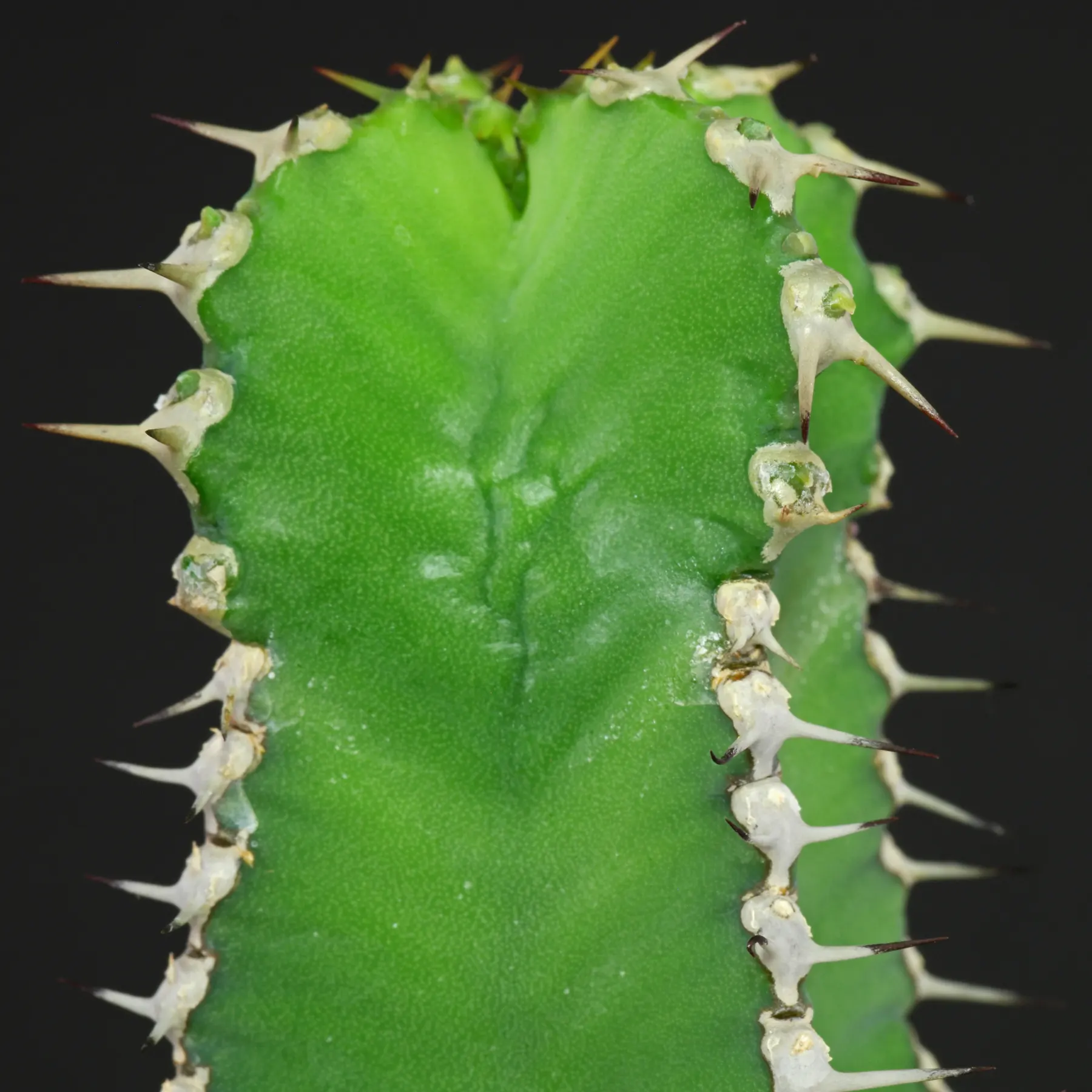 Euphorbia polyacantha