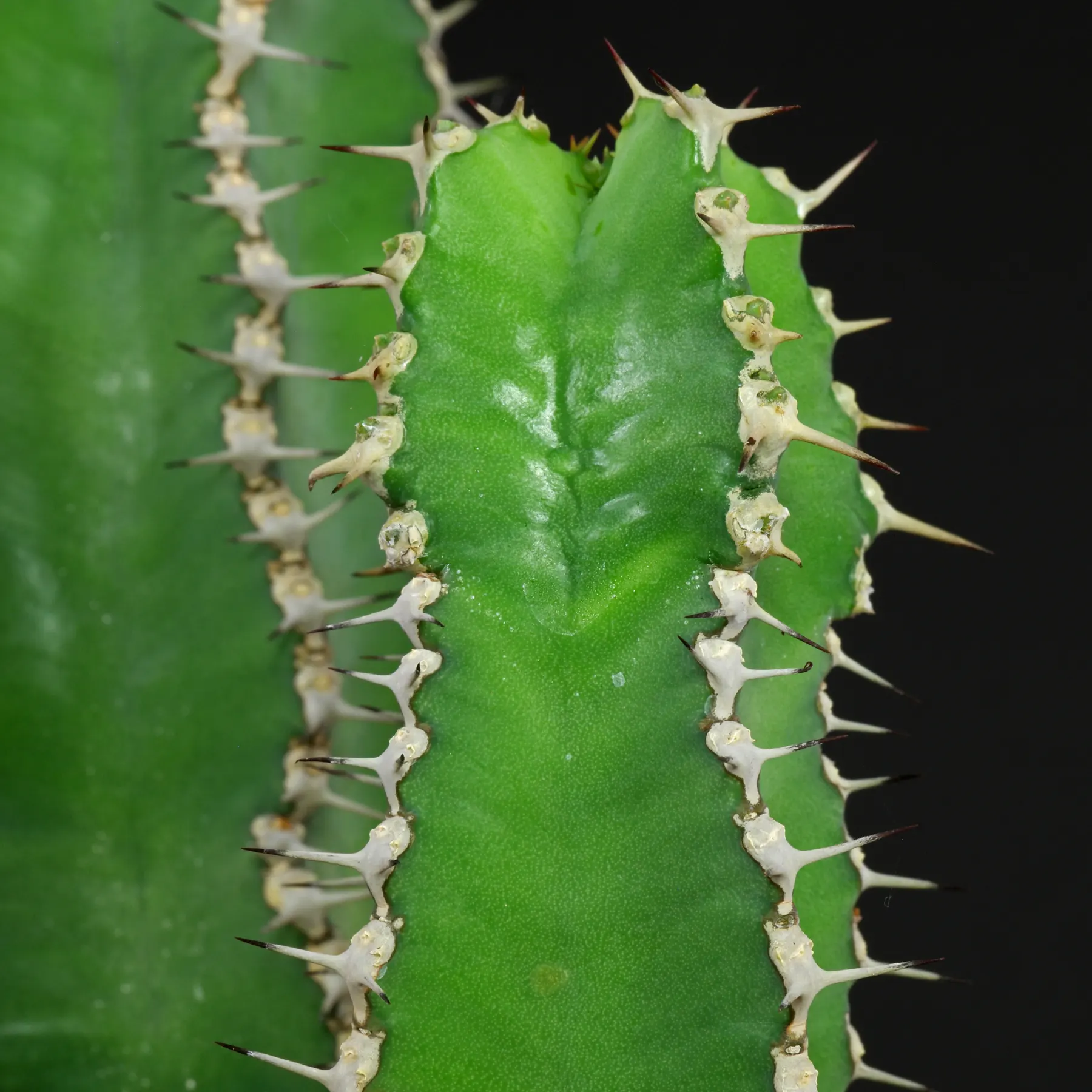 Euphorbia polyacantha