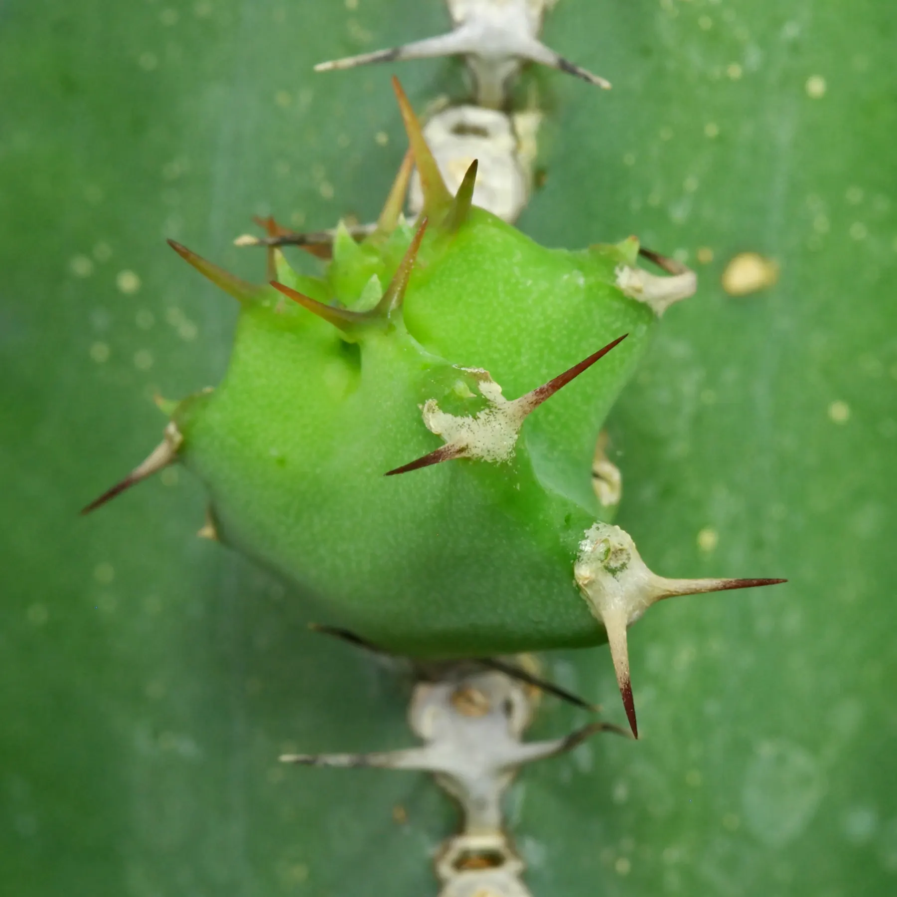 Euphorbia polyacantha