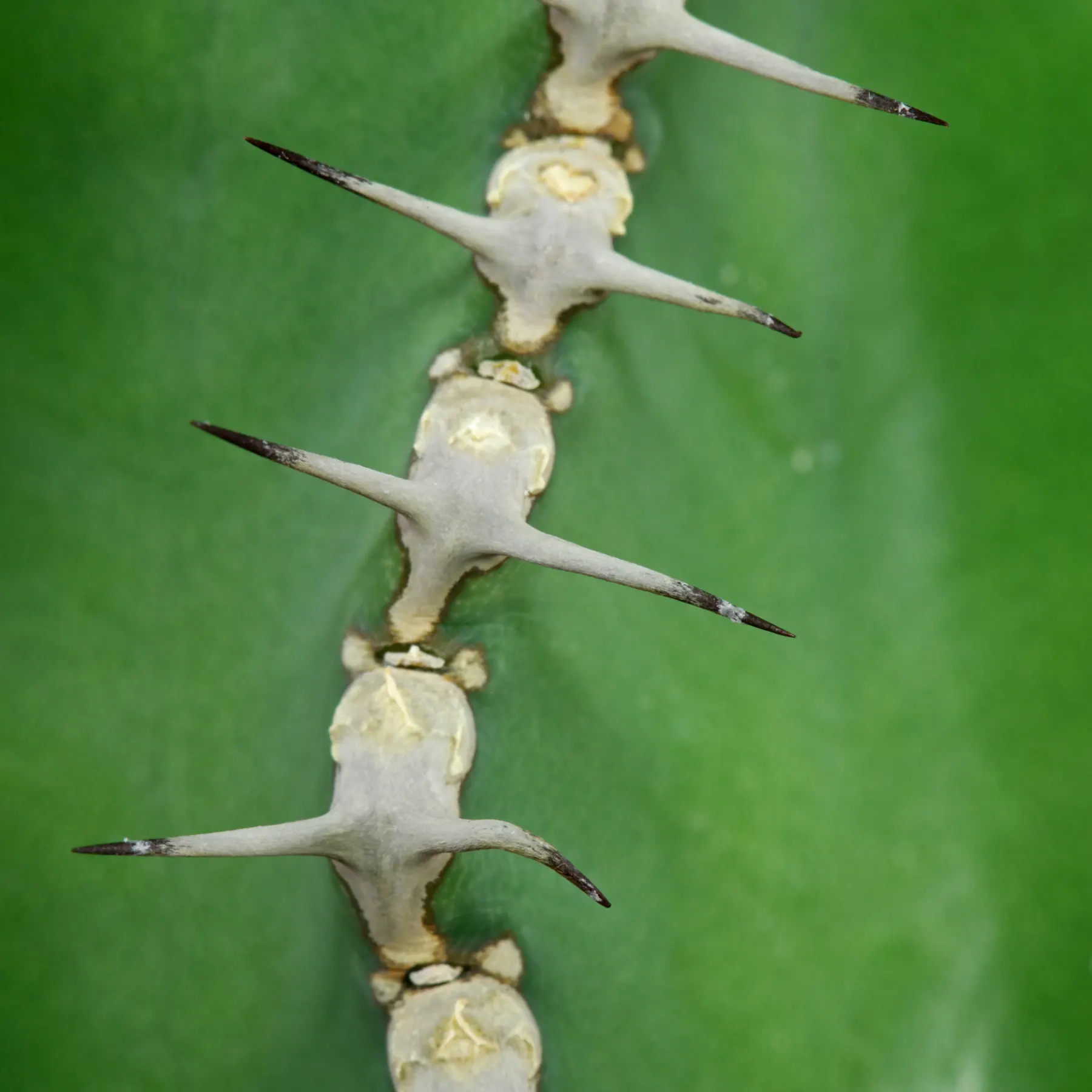 Euphorbia polyacantha