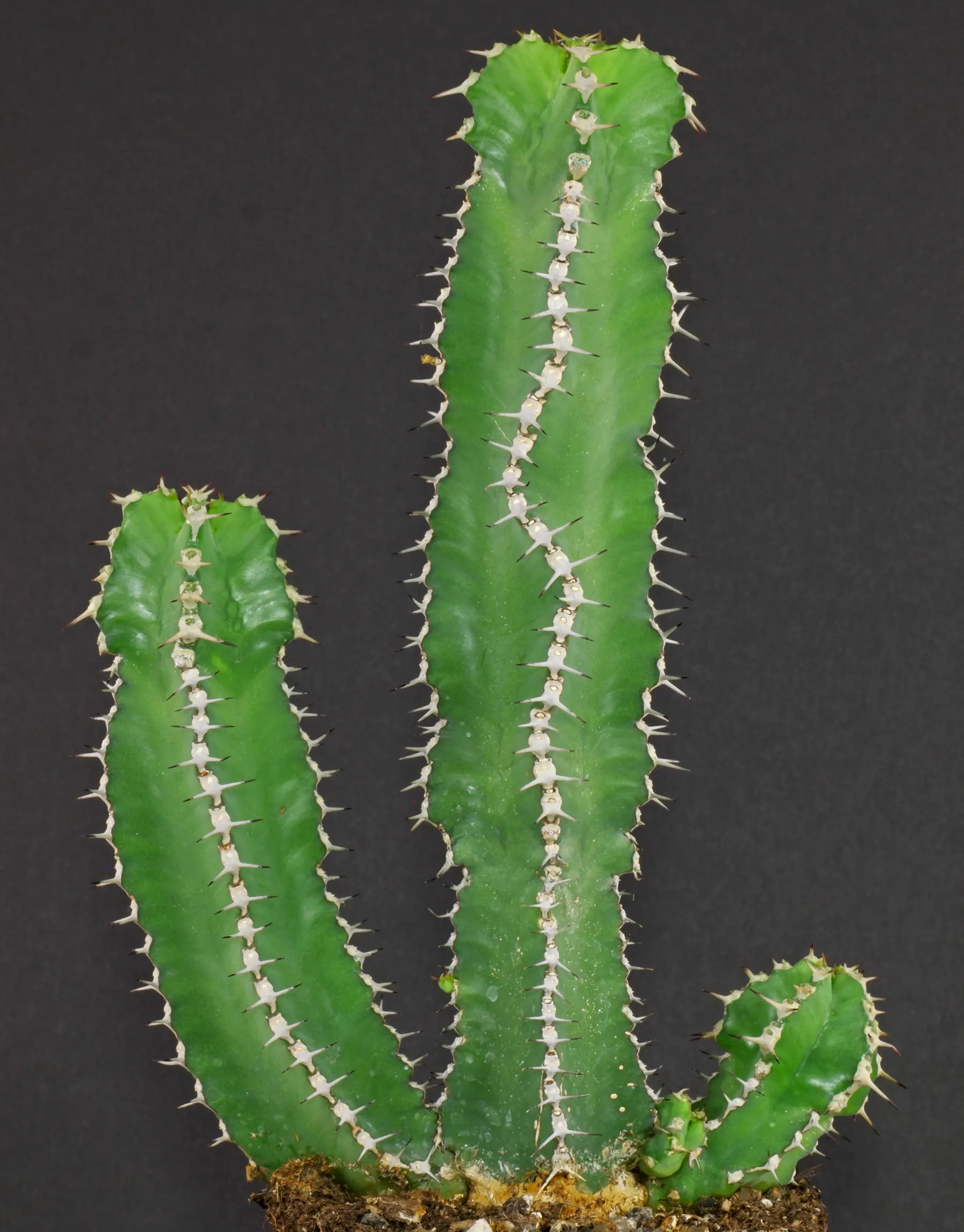 Euphorbia polyacantha