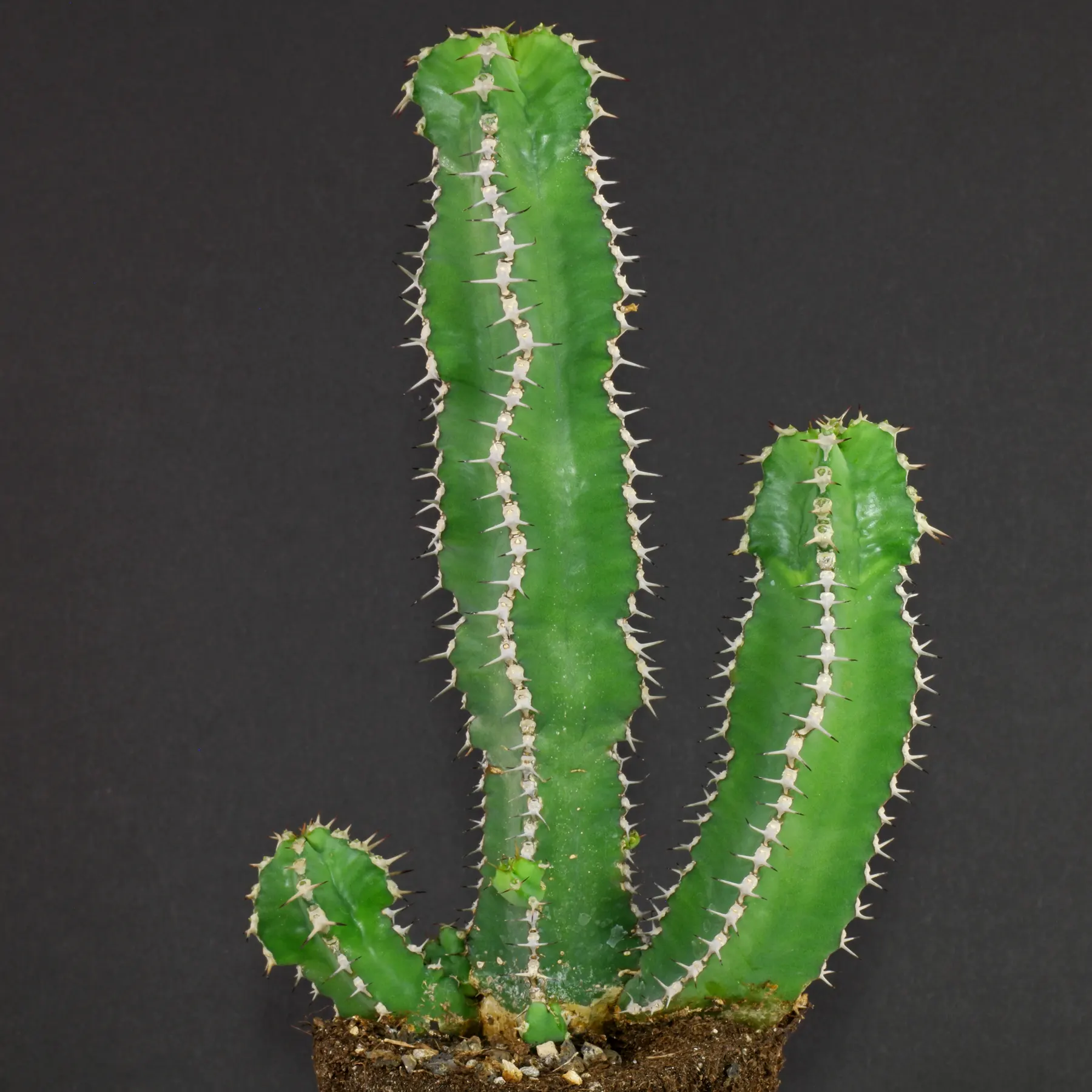 Euphorbia polyacantha