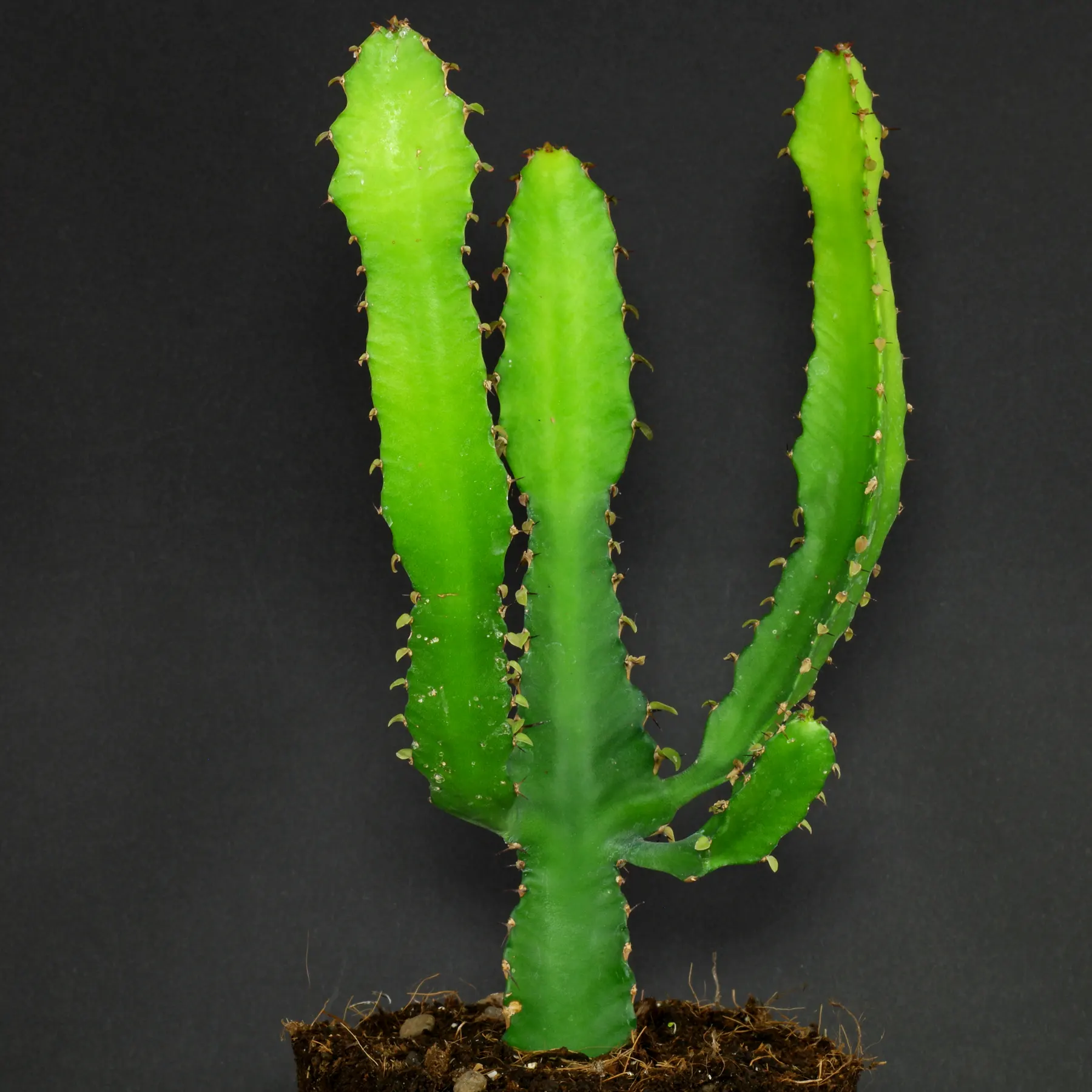 Euphorbia triangularis