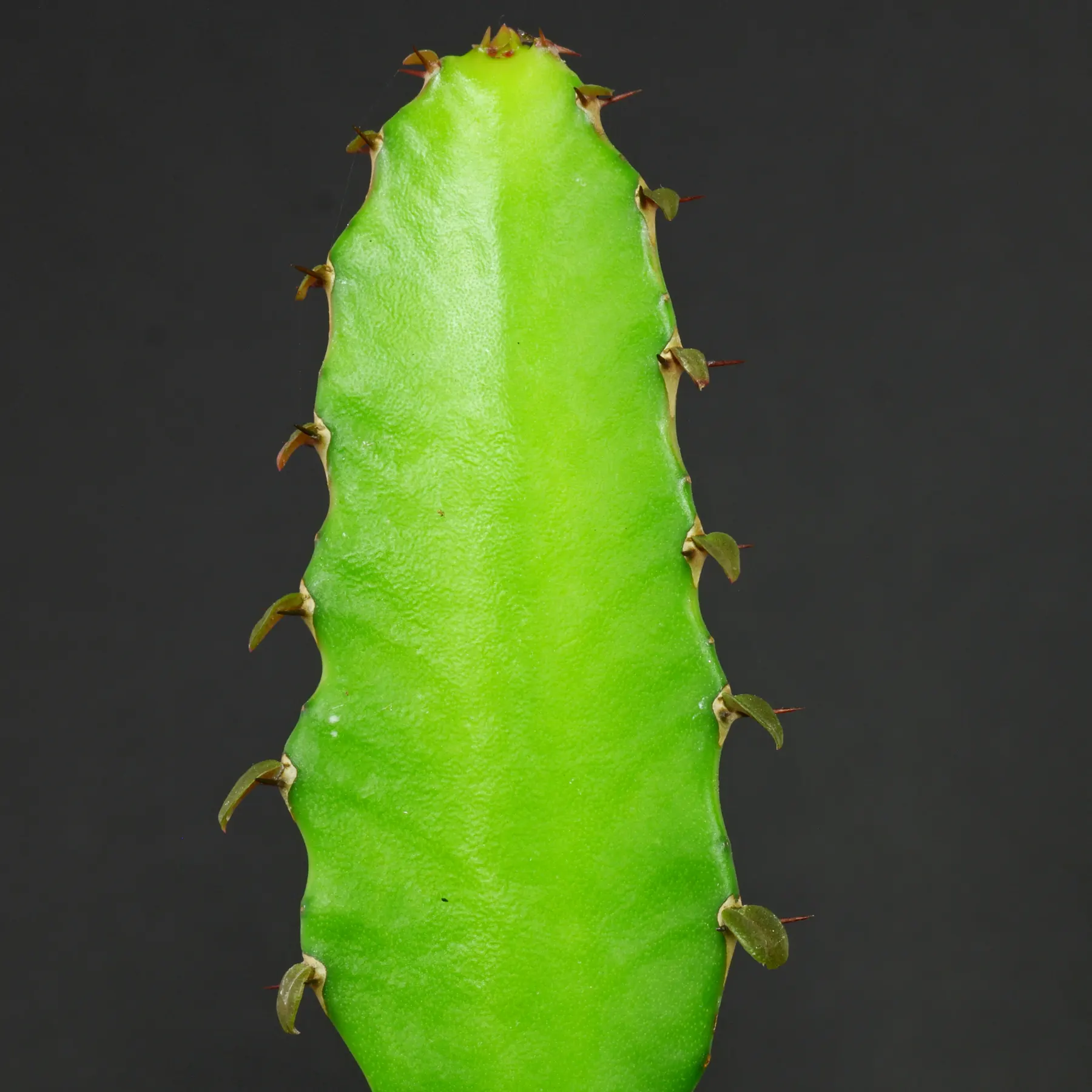 Euphorbia triangularis