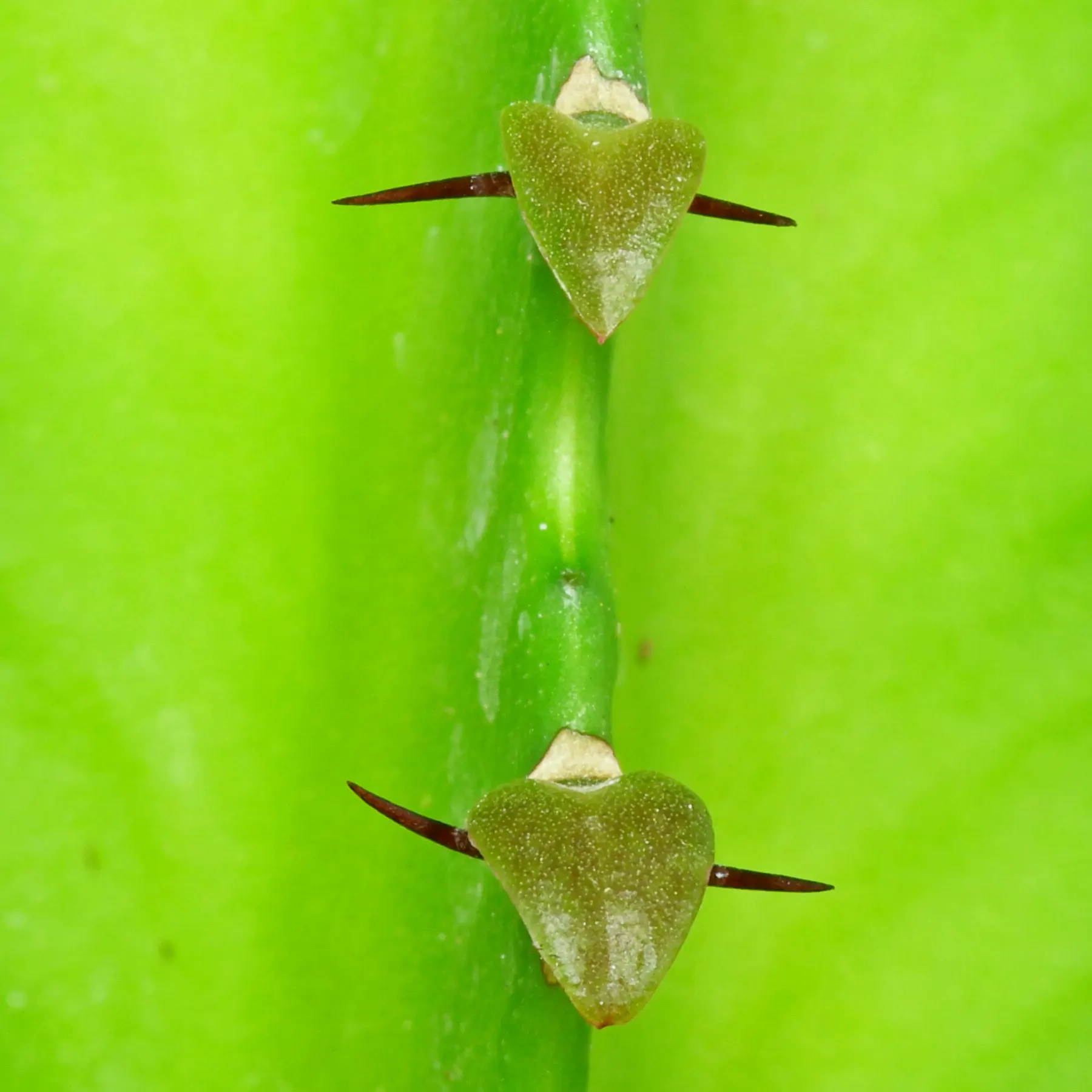 Euphorbia triangularis