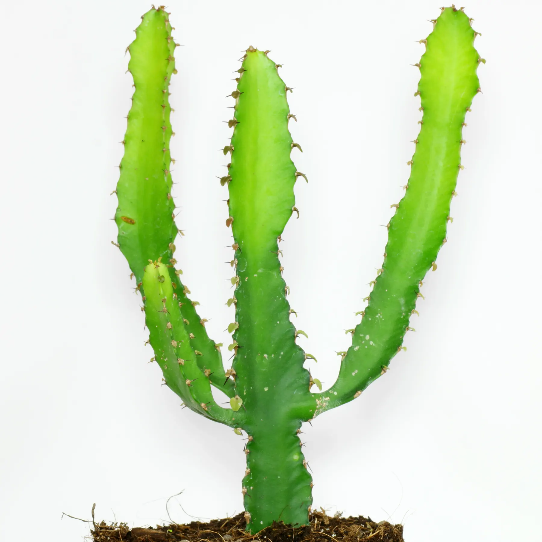 Euphorbia triangularis