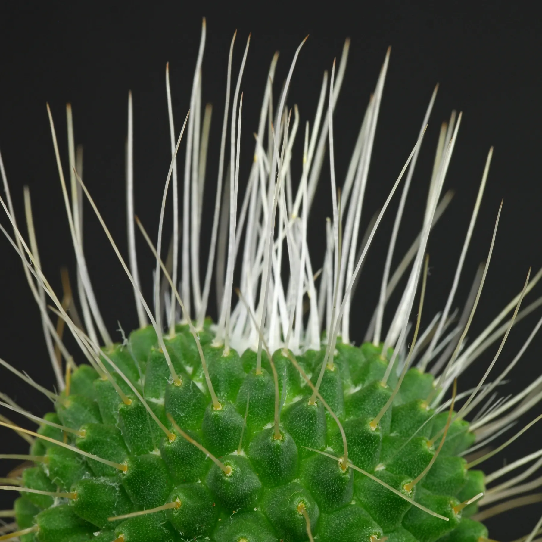 Mammillaria spinosissima Un Pico