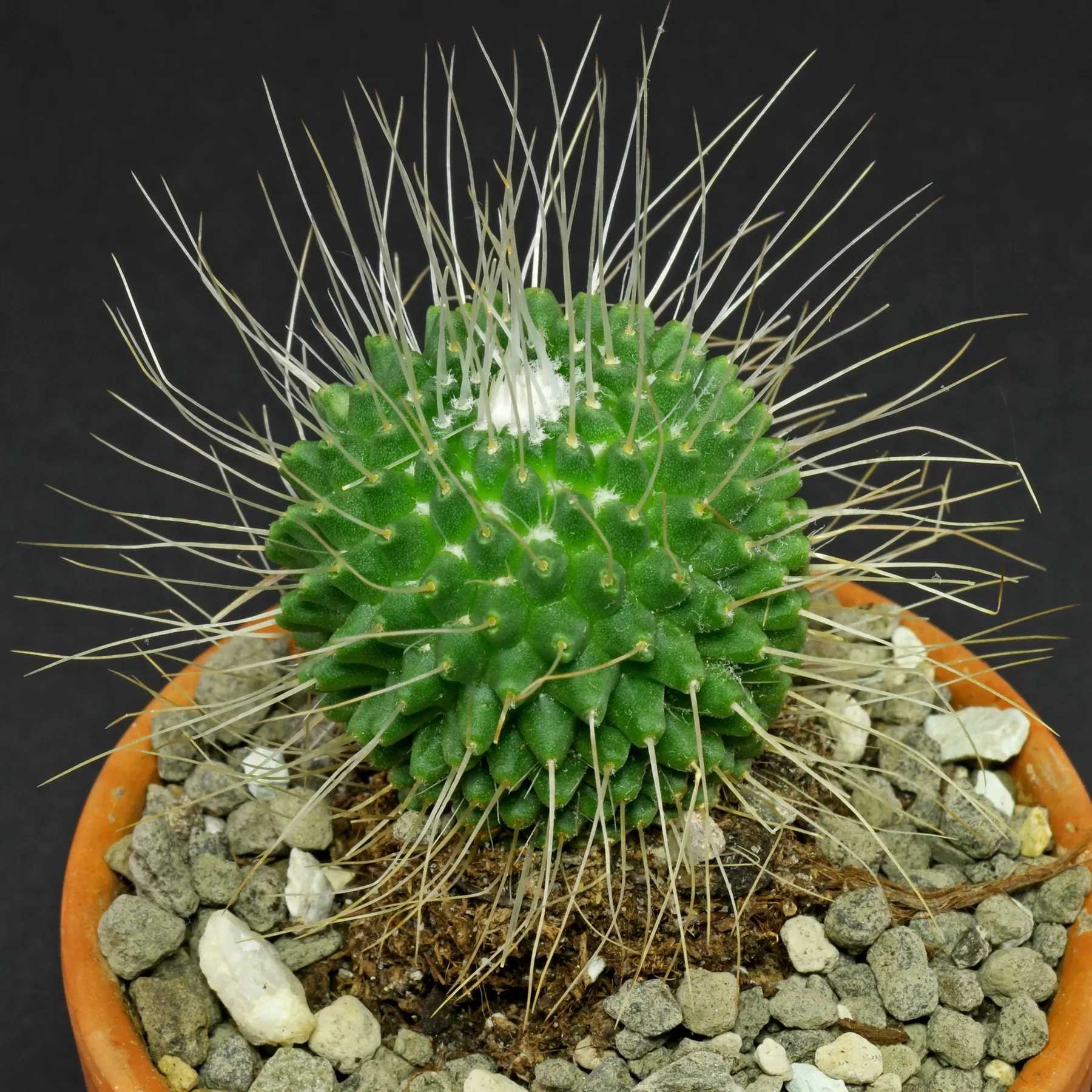 Mammillaria spinosissima Un Pico