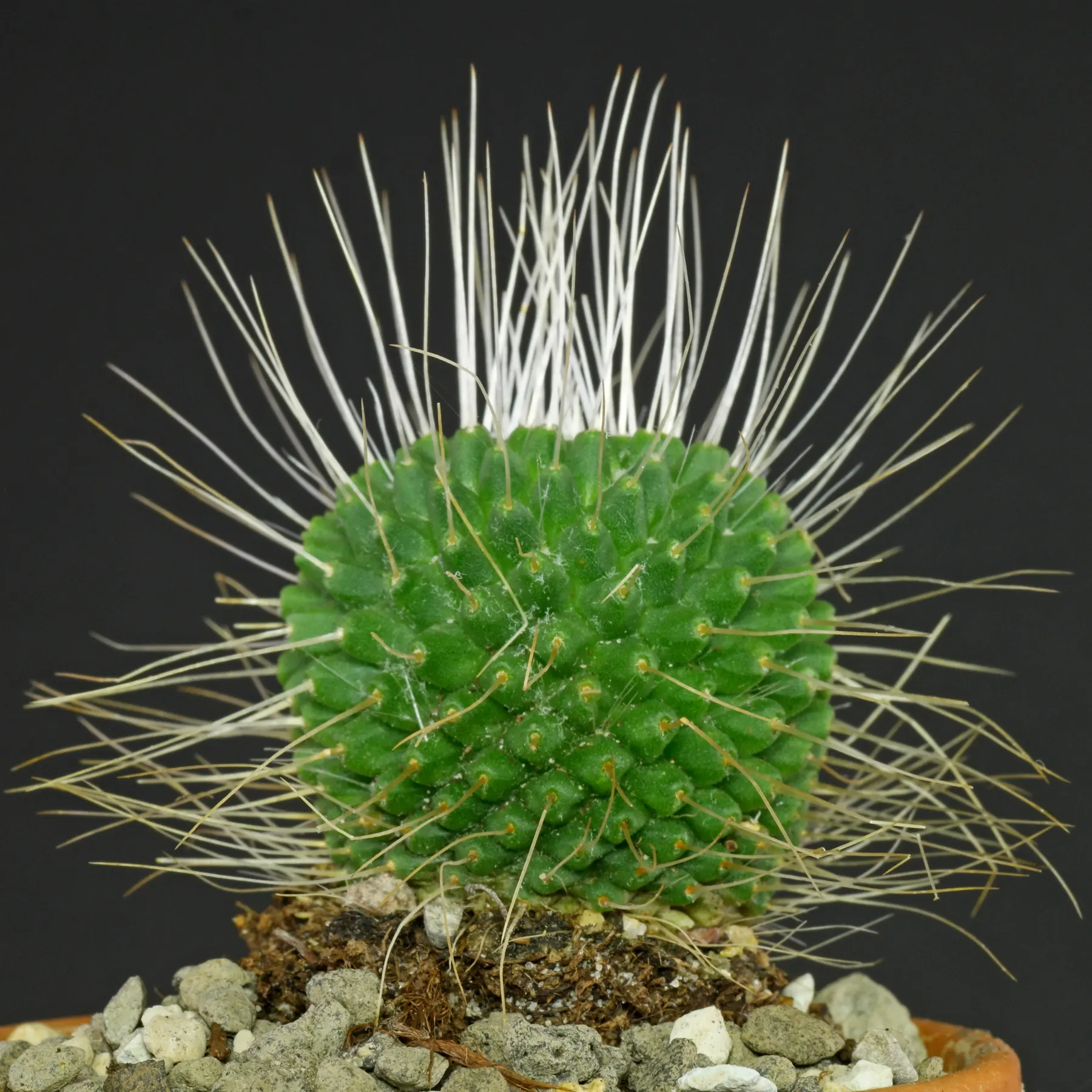 Mammillaria spinosissima Un Pico