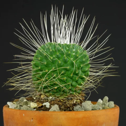 Mammillaria spinosissima Un Pico