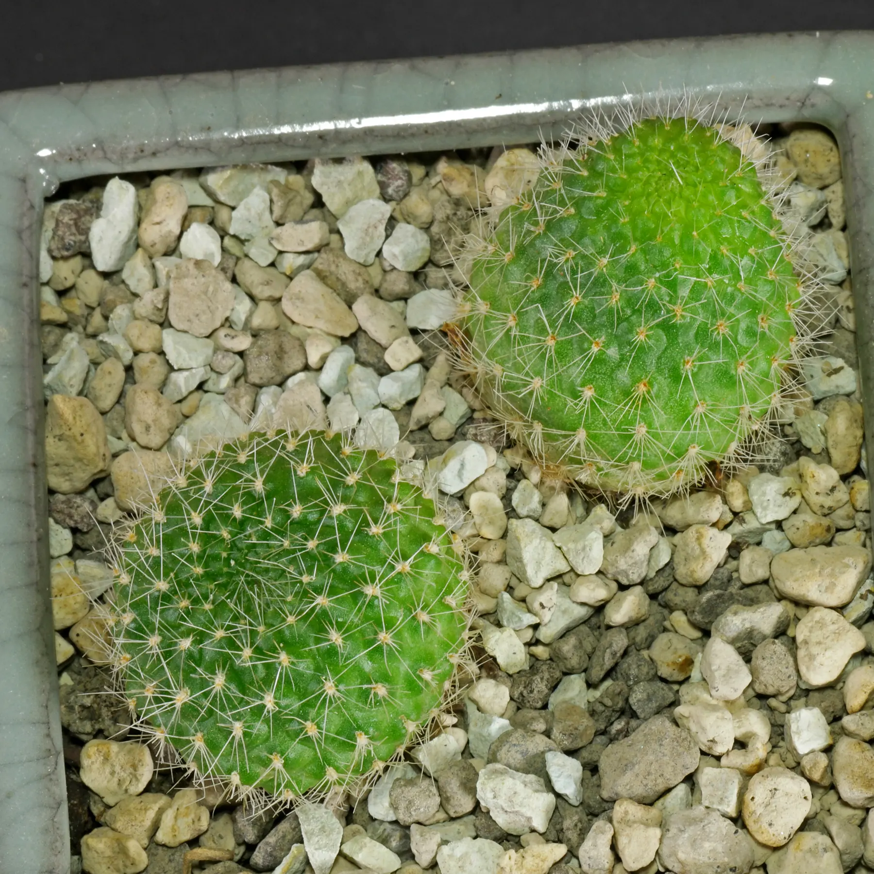 Rebutia marsoneri