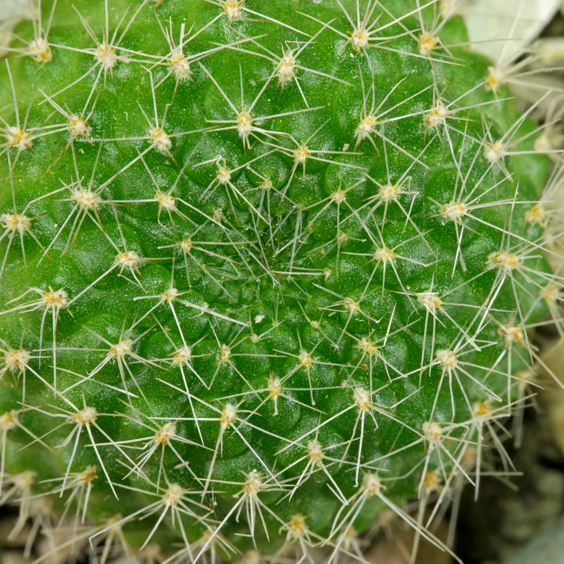 Rebutia marsoneri