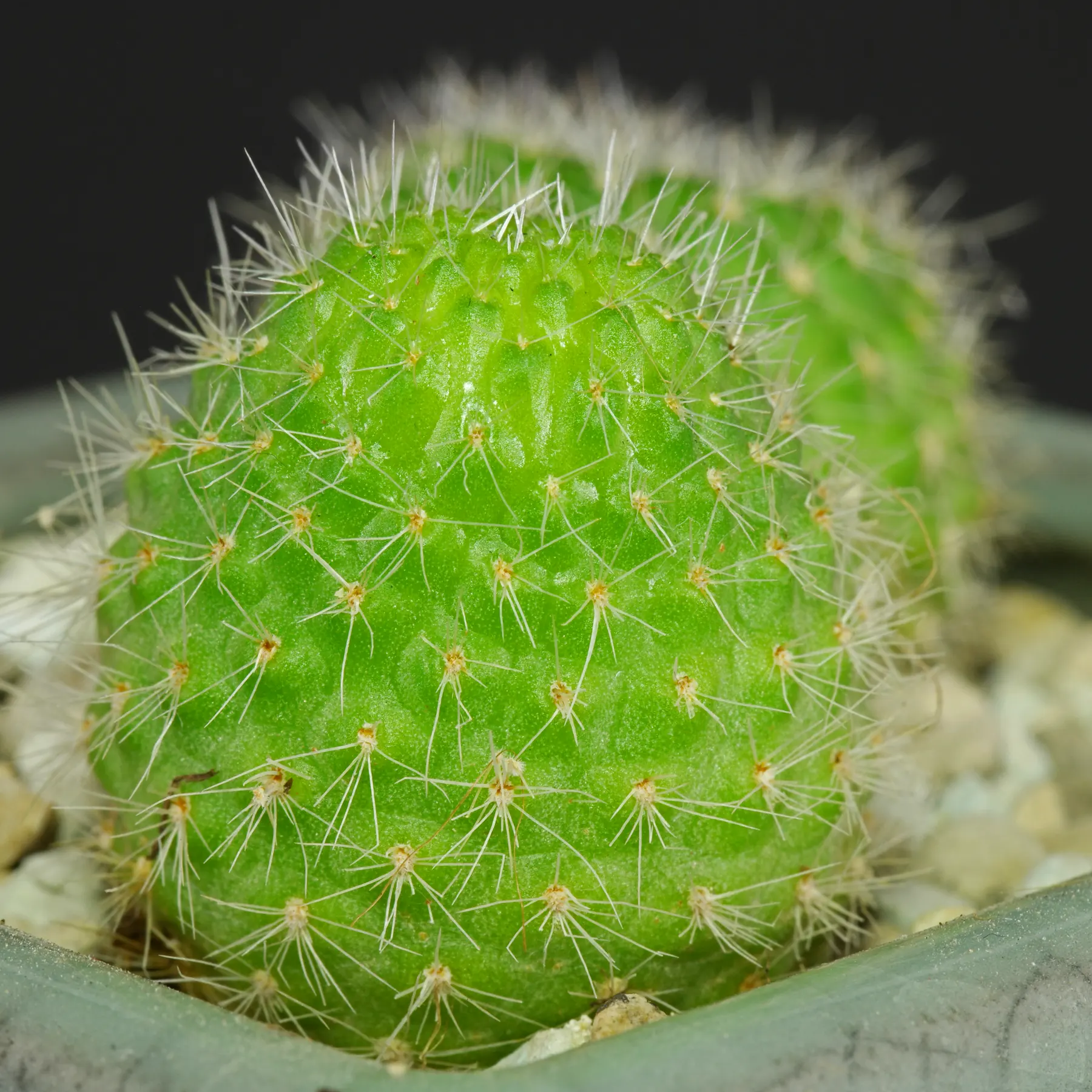 Rebutia marsoneri