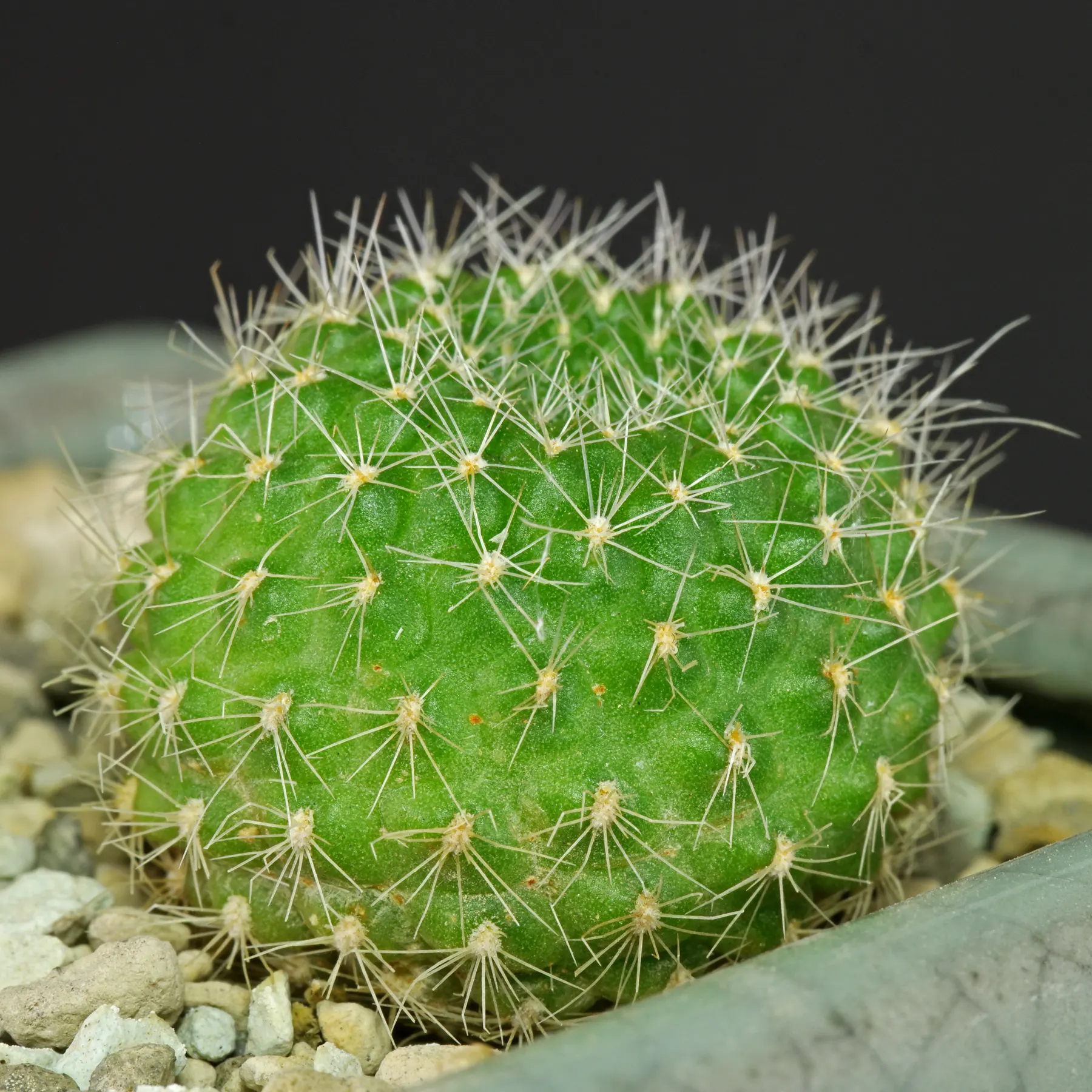 Rebutia marsoneri