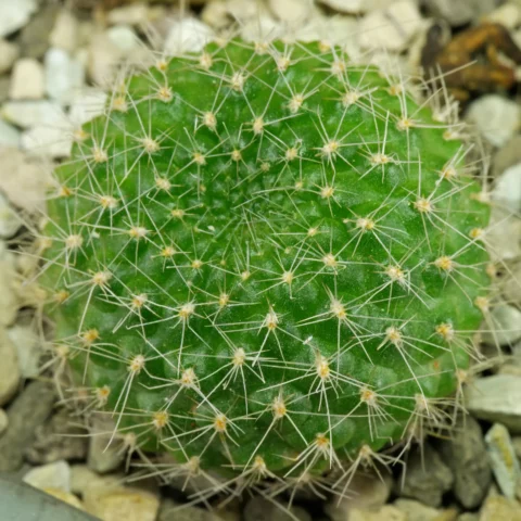 Rebutia marsoneri