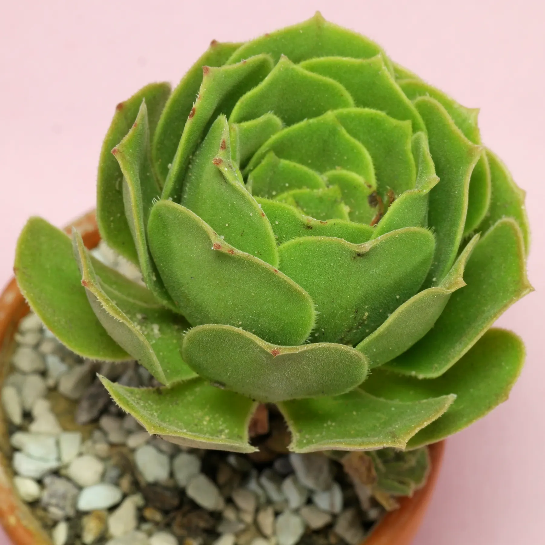 Aeonium canariense