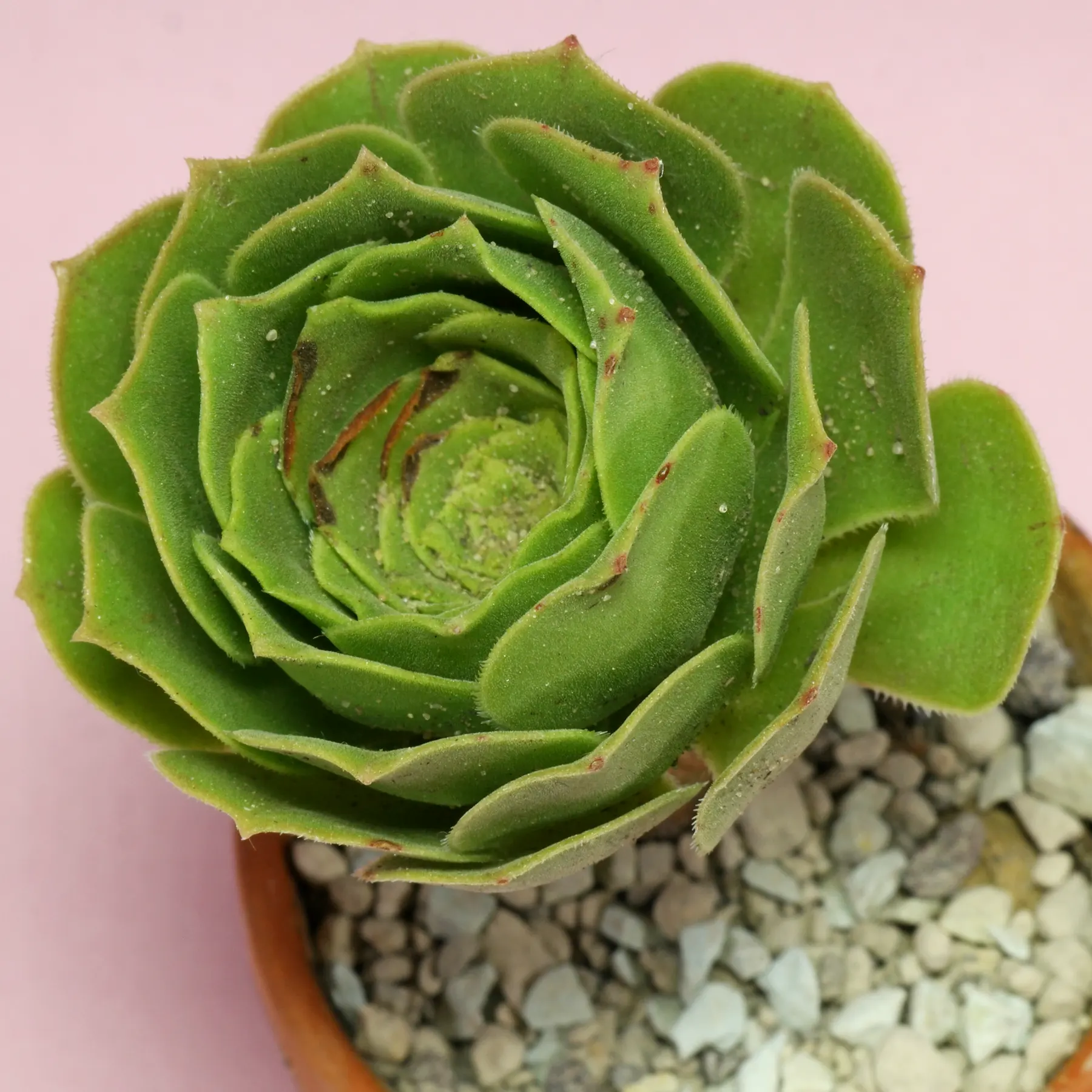 Aeonium canariense