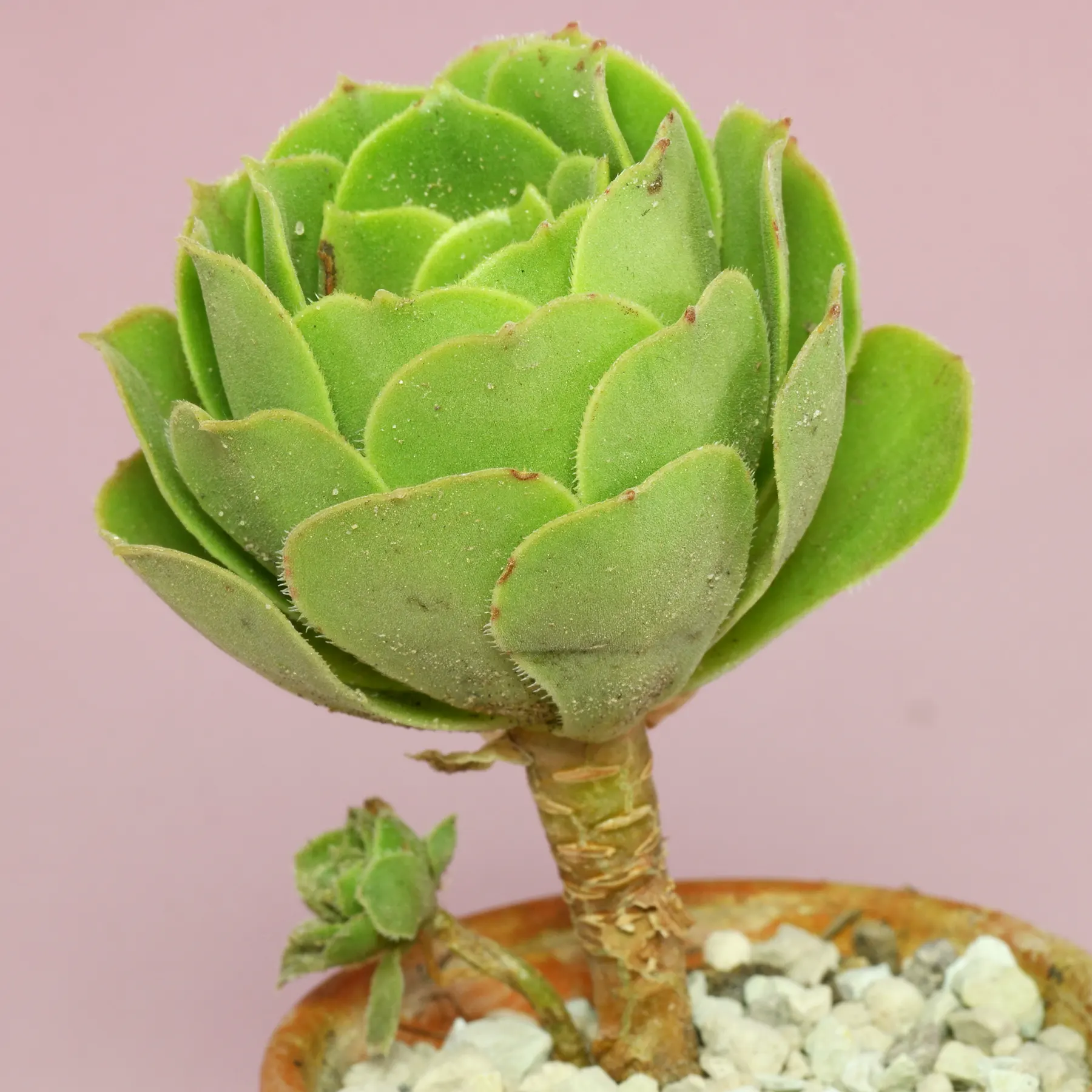 Aeonium canariense