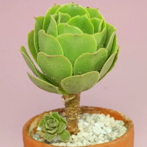 Aeonium canariense