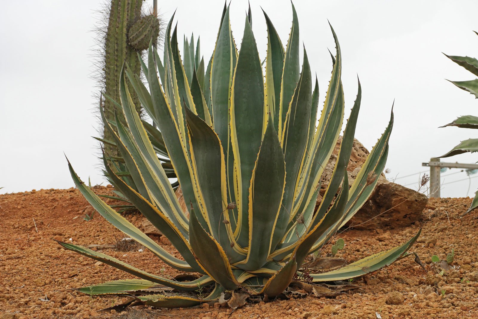 Agave americana cv