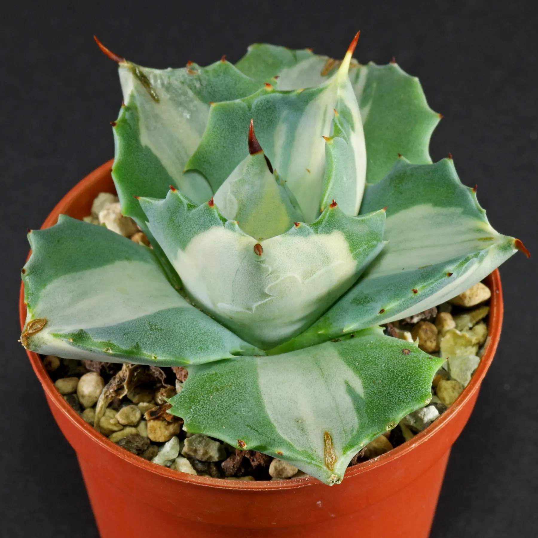 Agave potatorum var. verschaffelti mediopicta