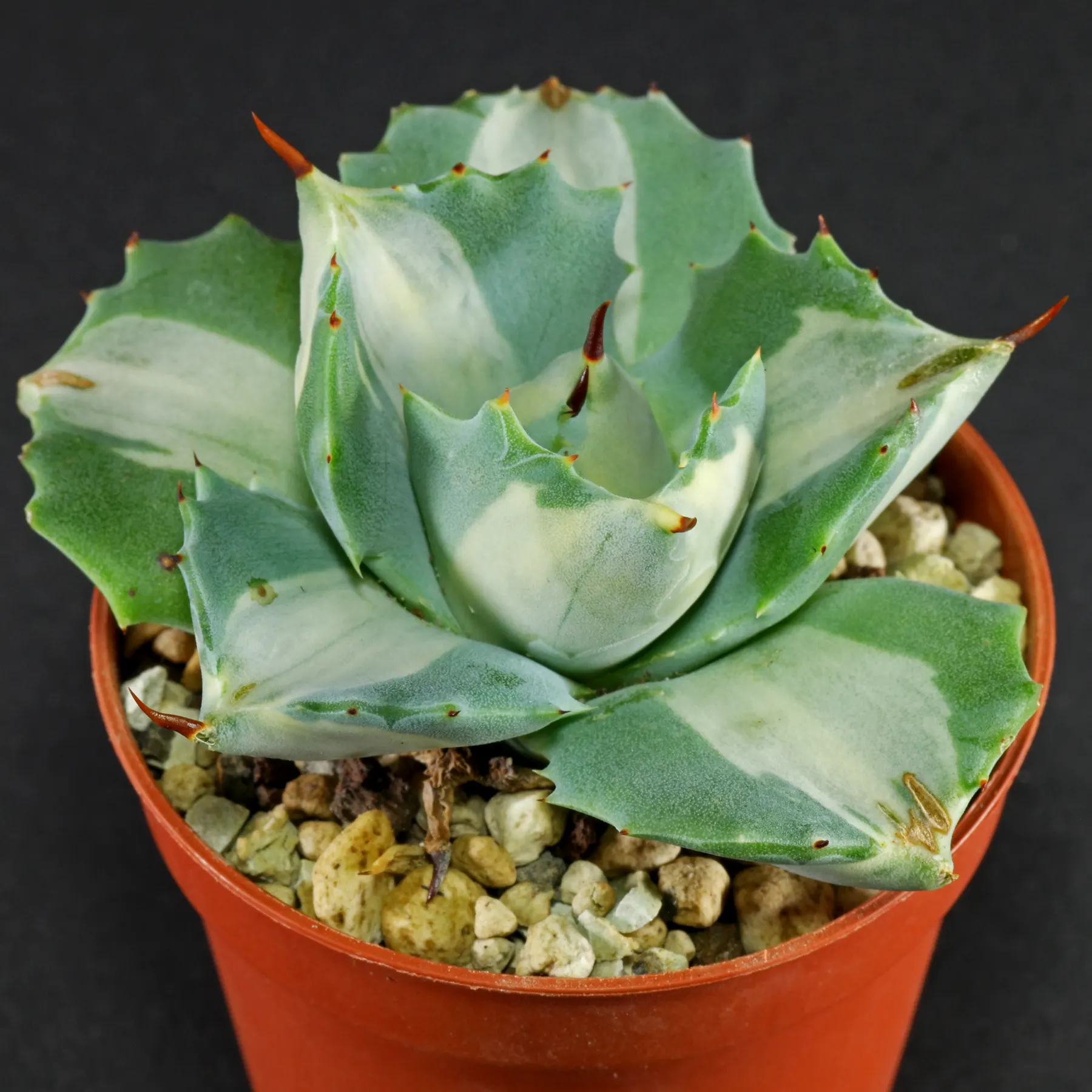 Agave potatorum var. verschaffelti mediopicta