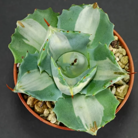 Agave potatorum var. verschaffelti mediopicta 4