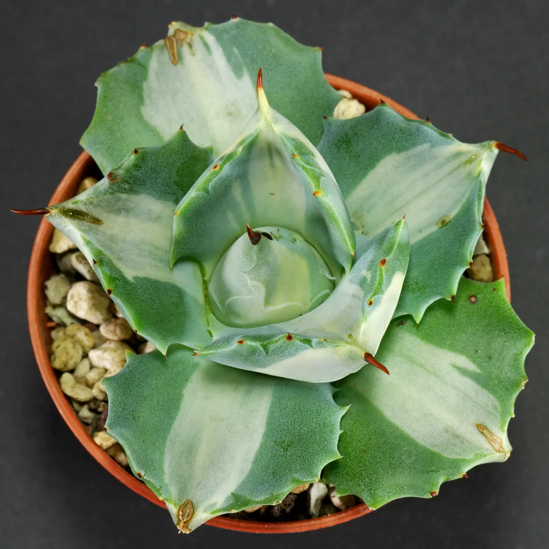 Agave potatorum var. verschaffelti mediopicta