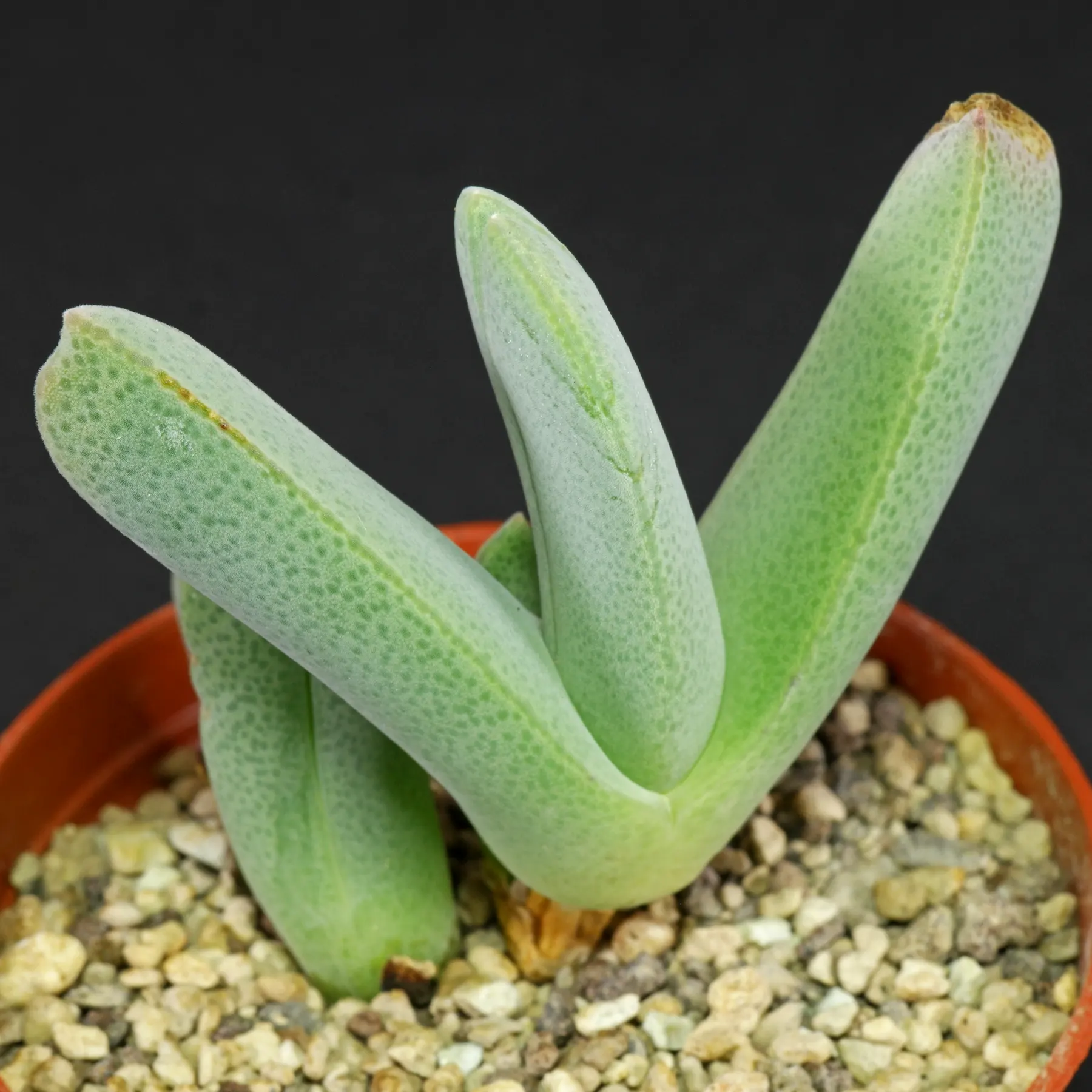 Antegibbaeum fissoides