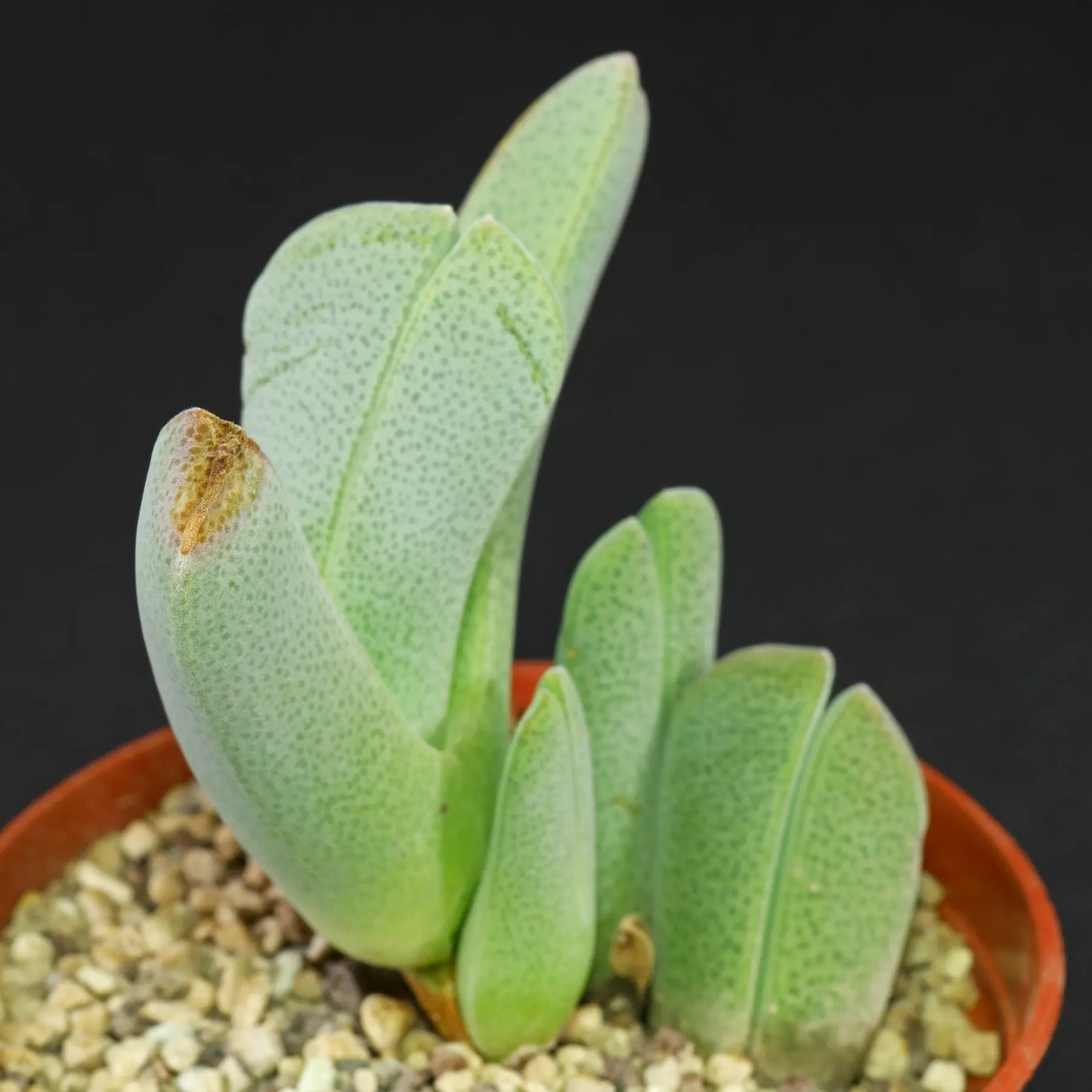 Antegibbaeum fissoides