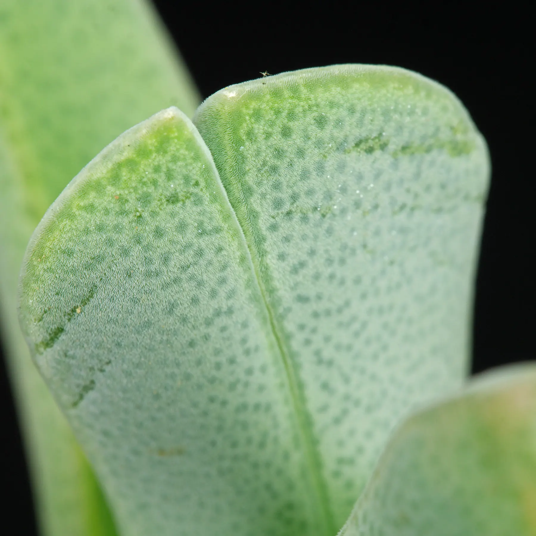 Antegibbaeum fissoides