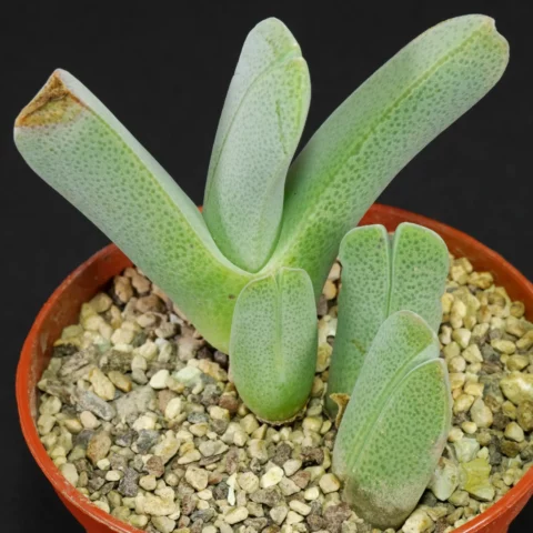 Antegibbaeum fissoides