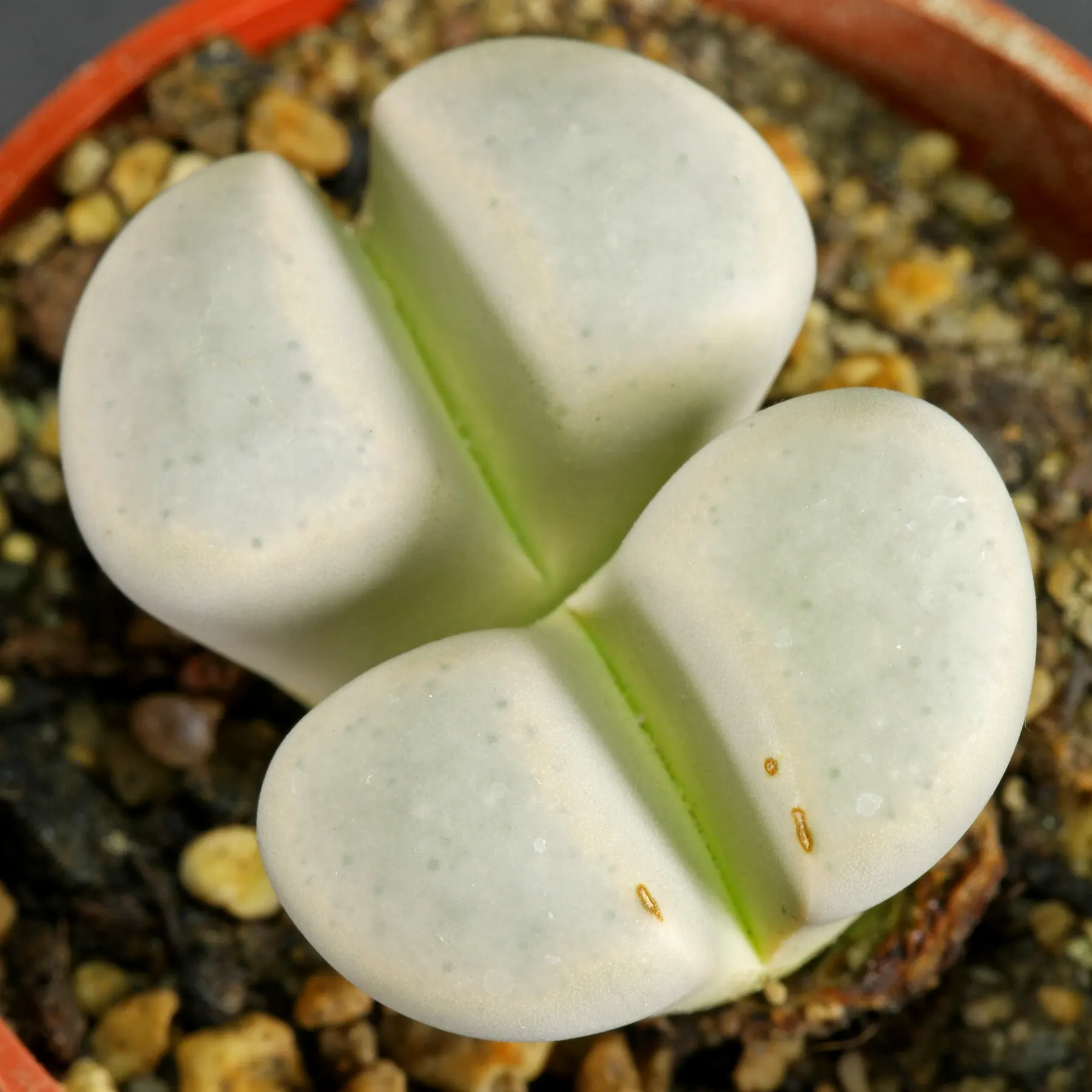 Lithops meyeri