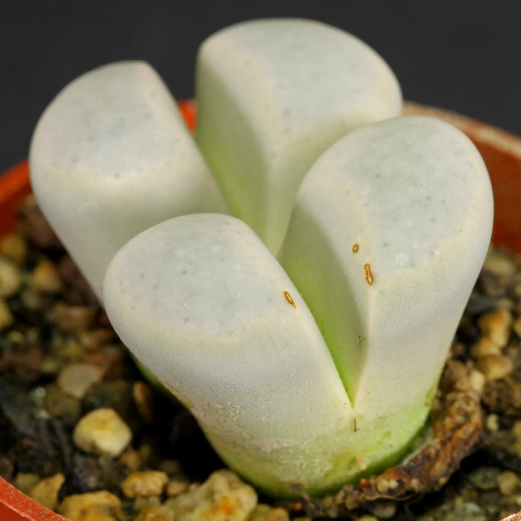 Lithops meyeri