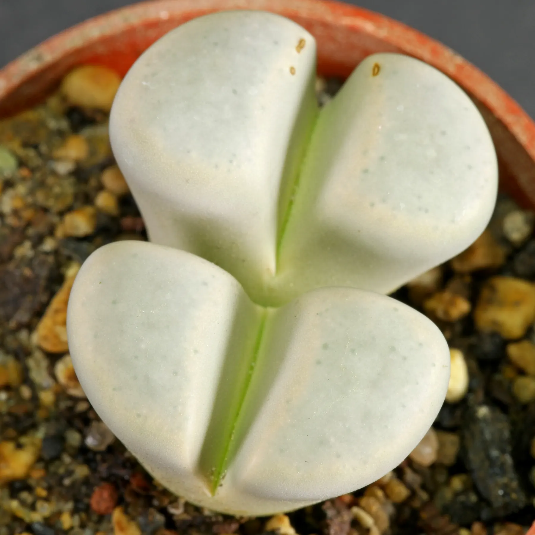 Lithops meyeri