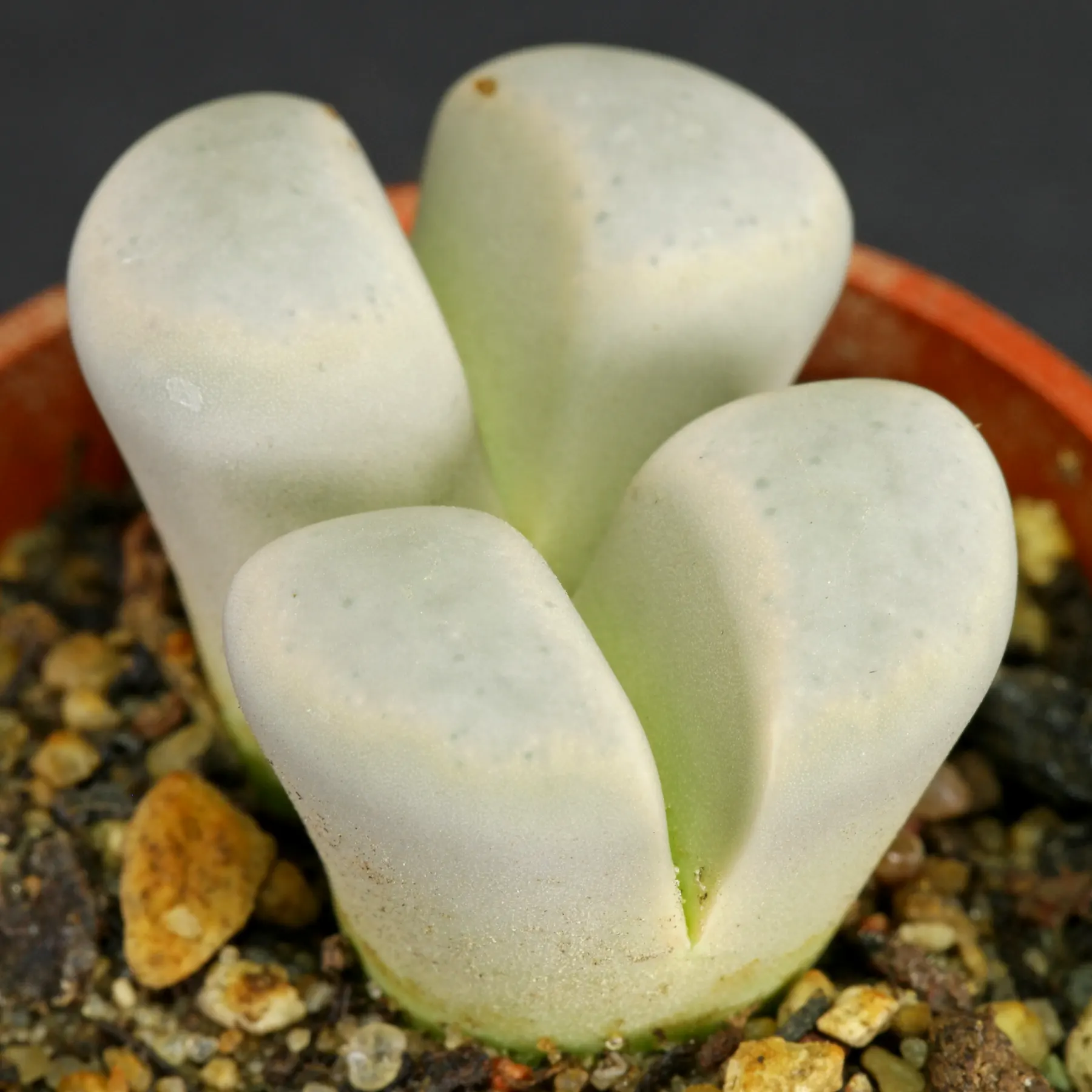 Lithops meyeri