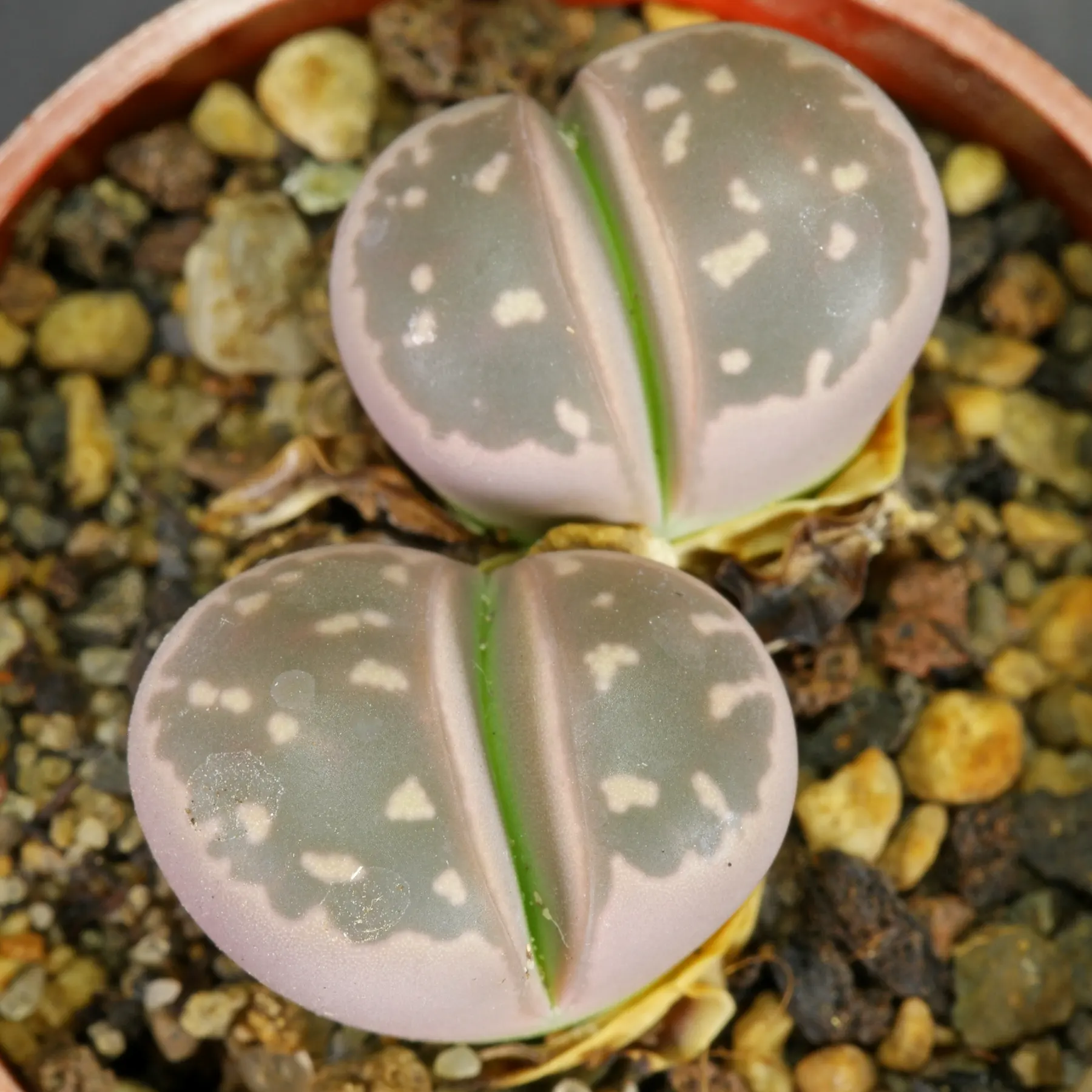 Lithops olivacea