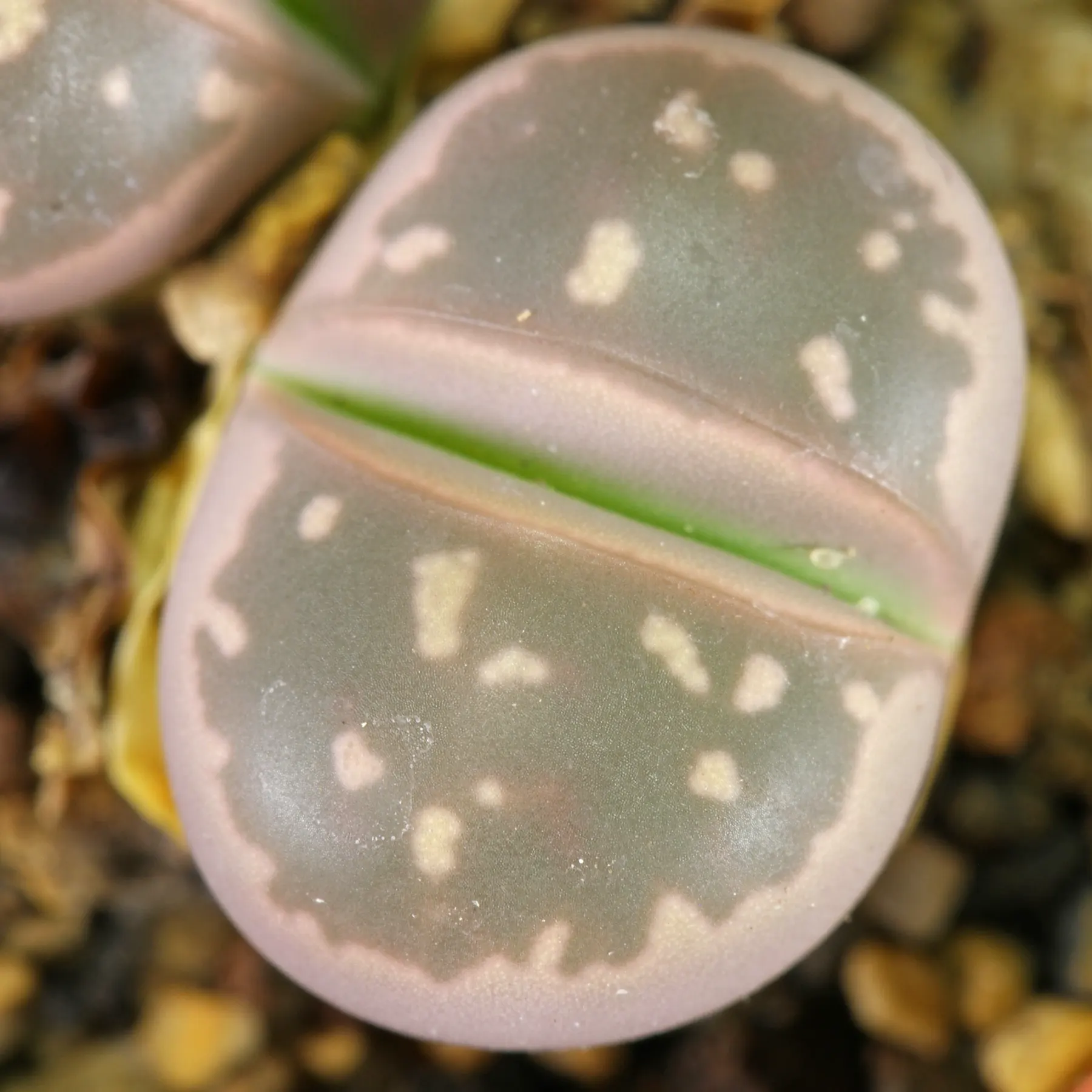 Lithops olivacea