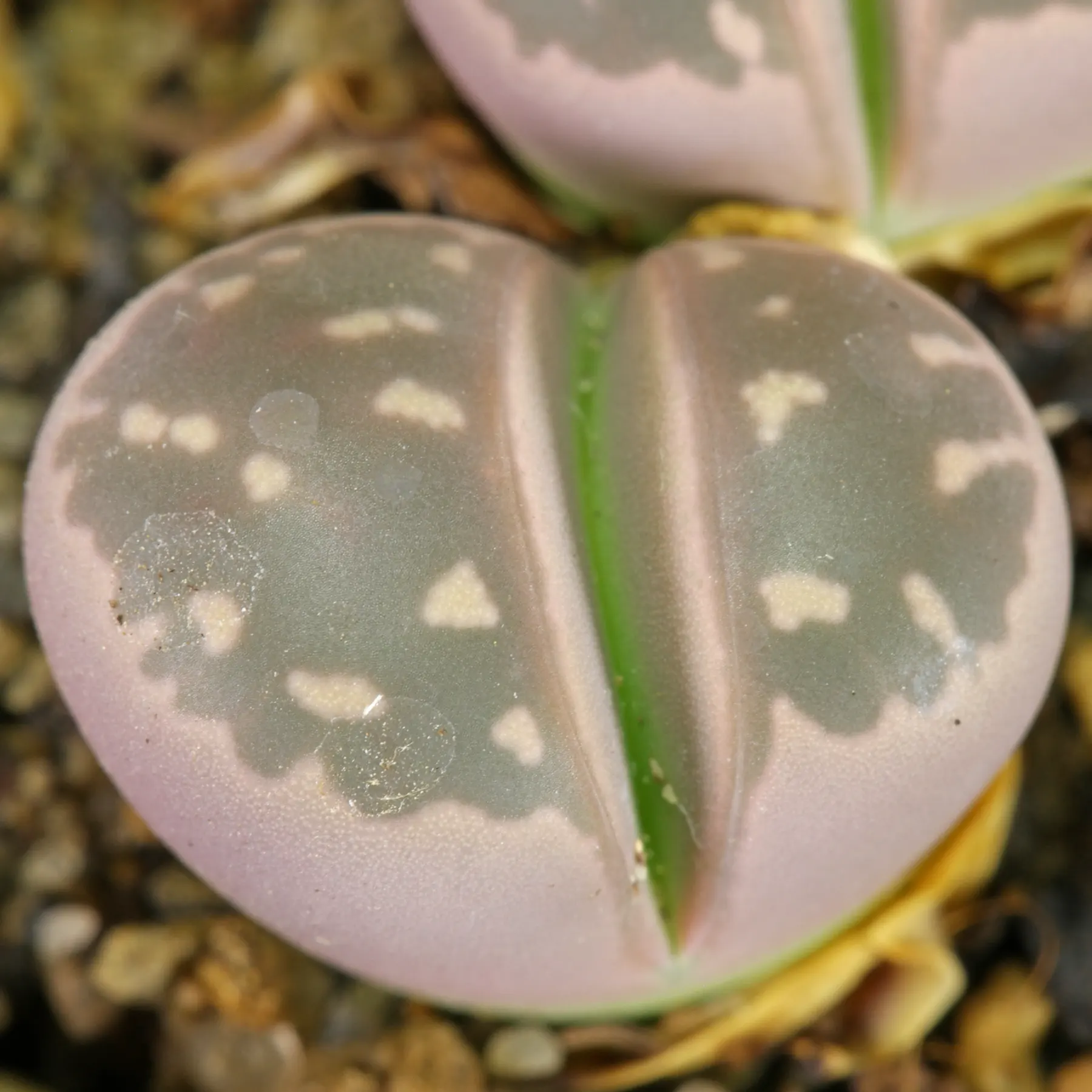 Lithops olivacea