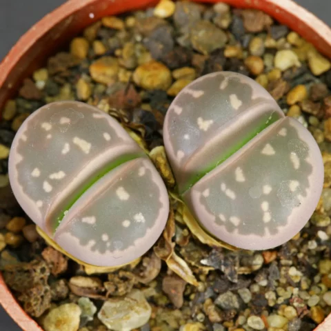 Lithops olivacea