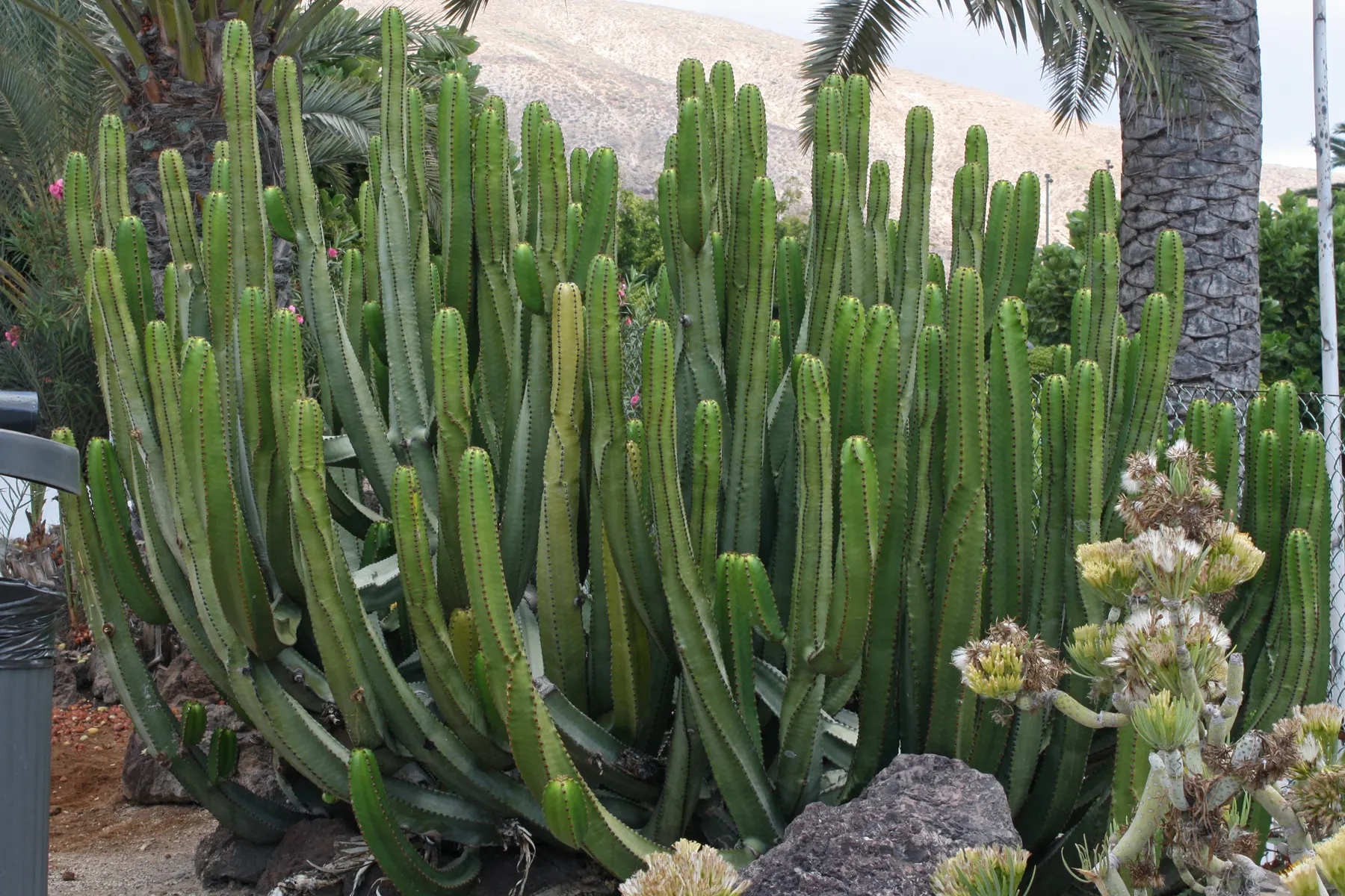 Euphorbia canariensis