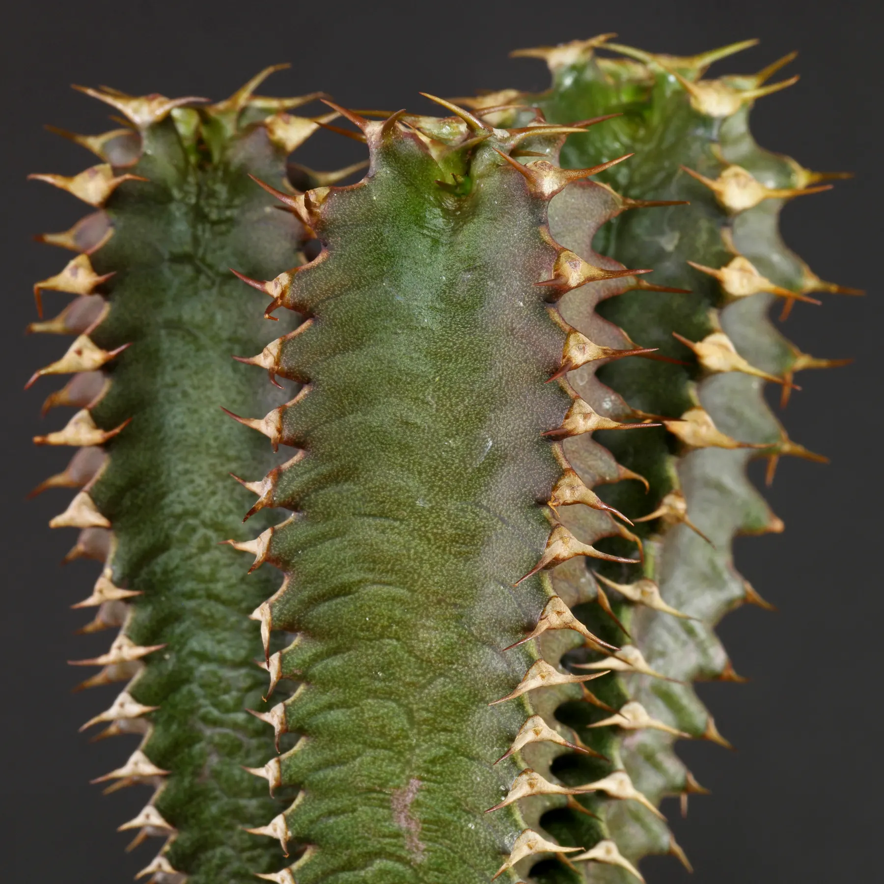 Euphorbia canariensis