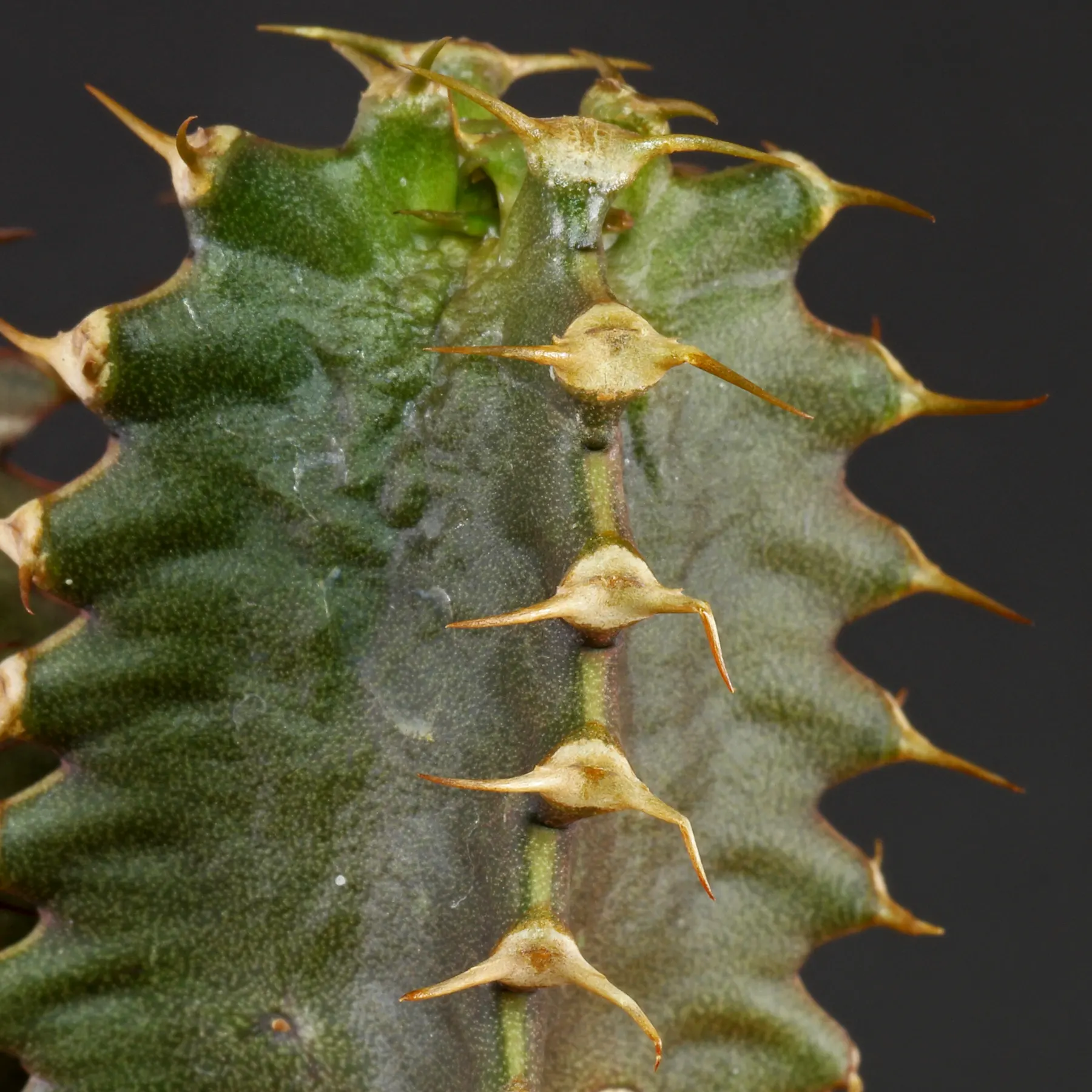 Euphorbia canariensis