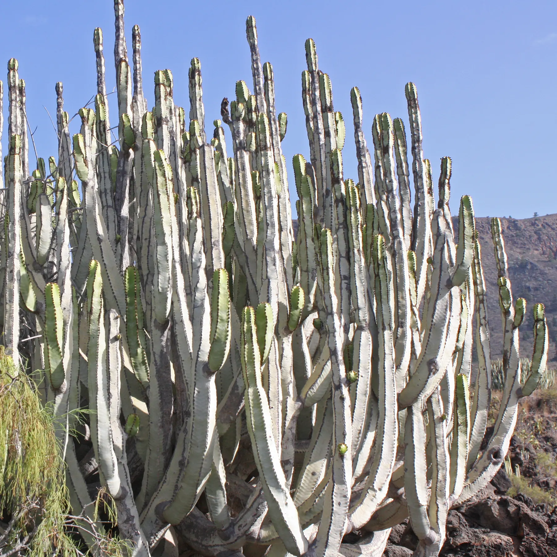 Euphorbia canariensis