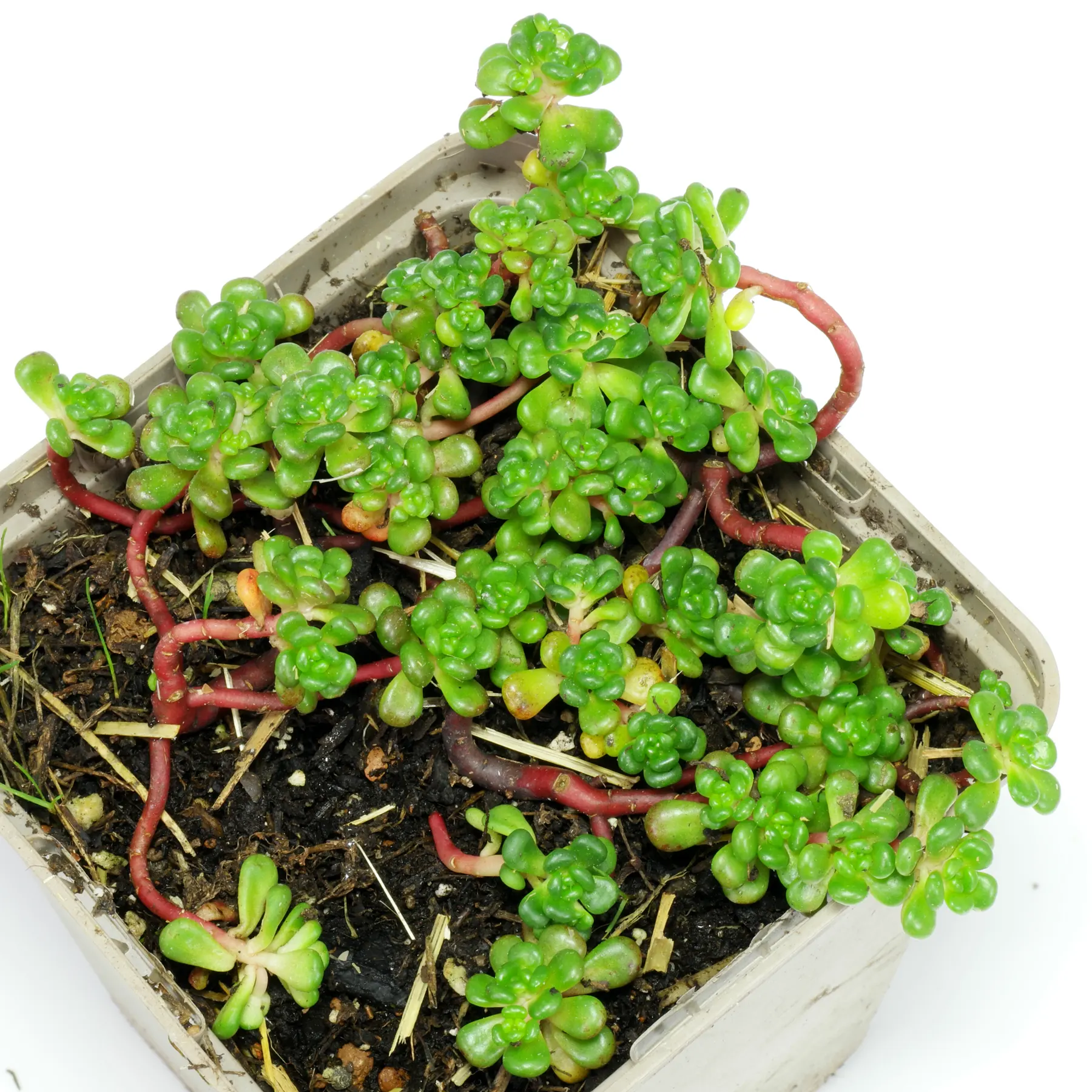 Sedum oreganum