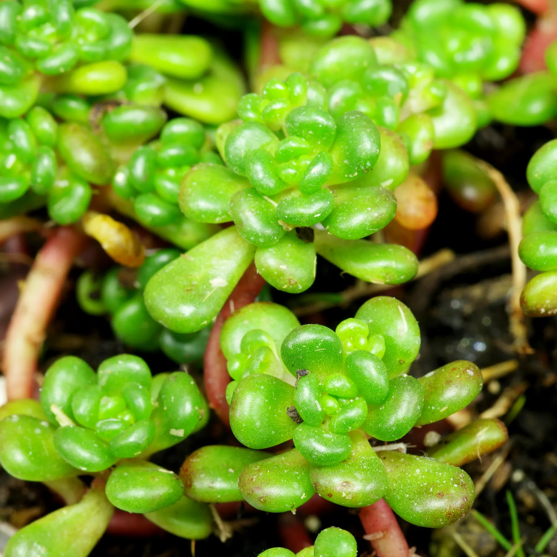 Sedum oreganum