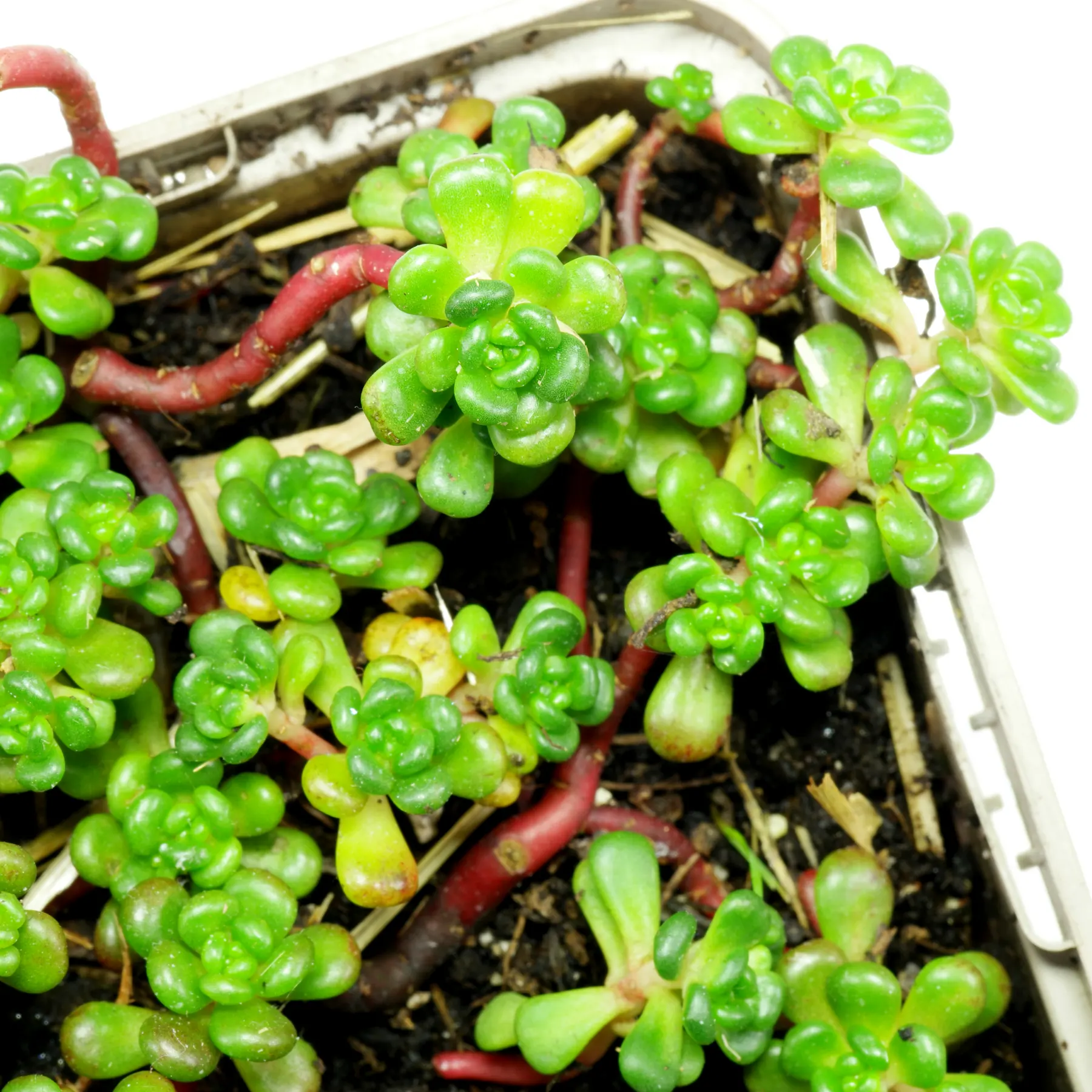 Sedum oreganum