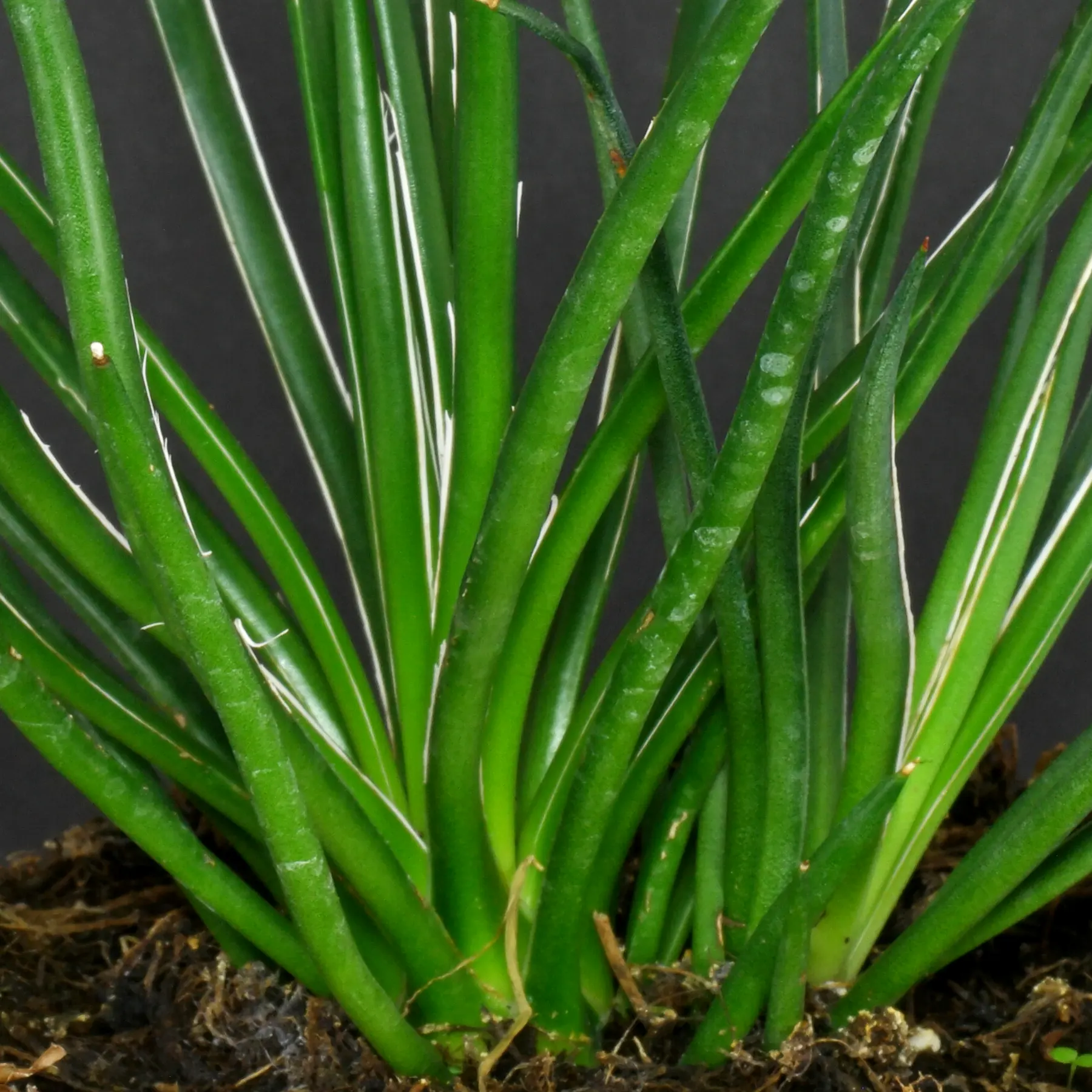 Agave geminiflora