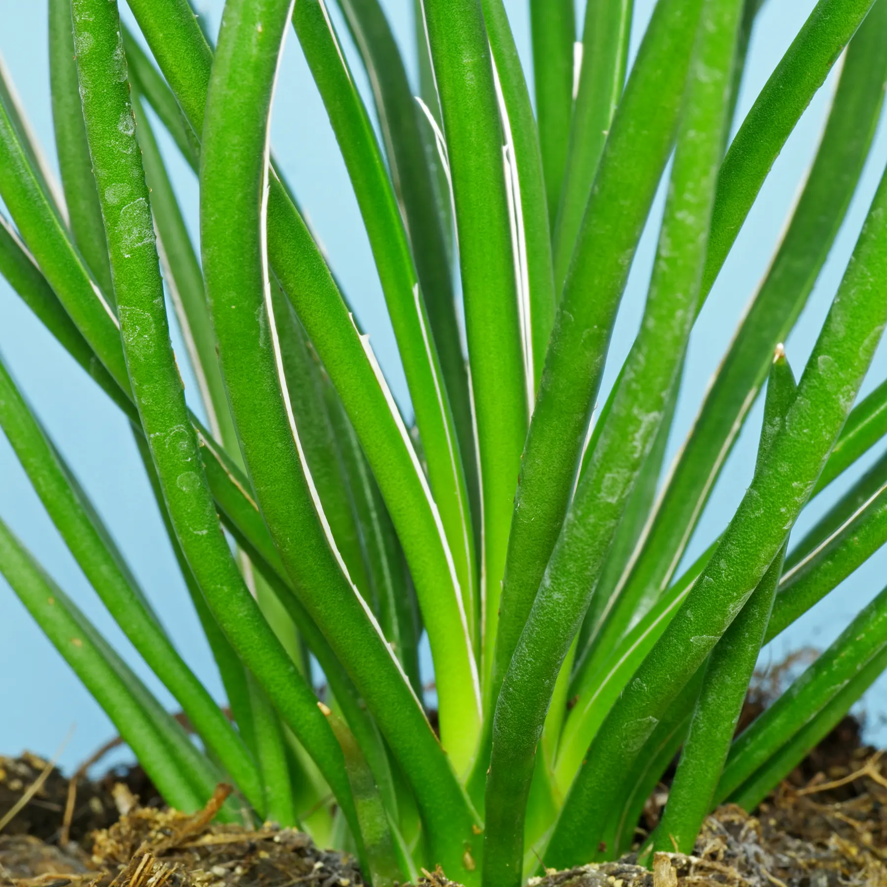 Agave geminiflora