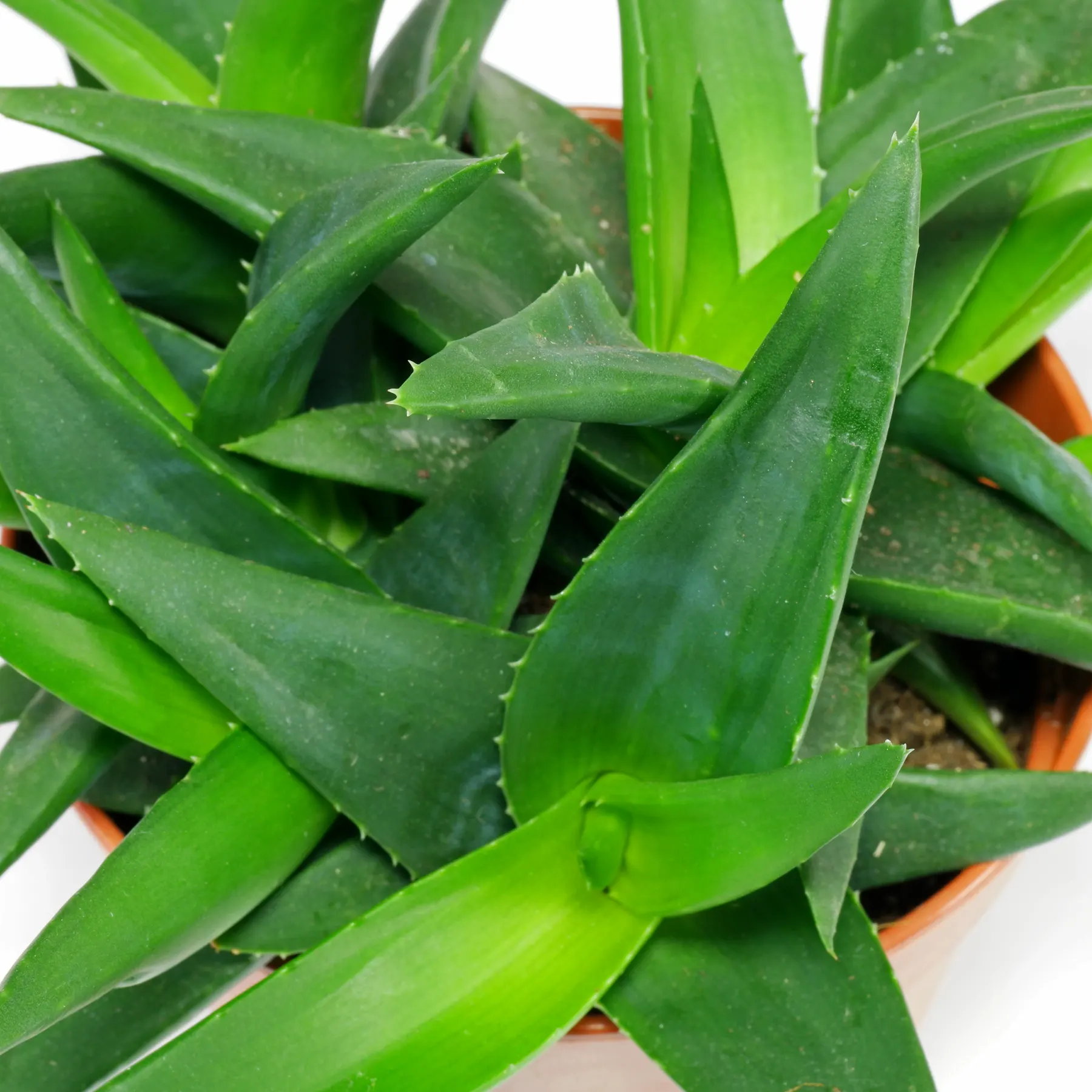 Alworthia Black Gem